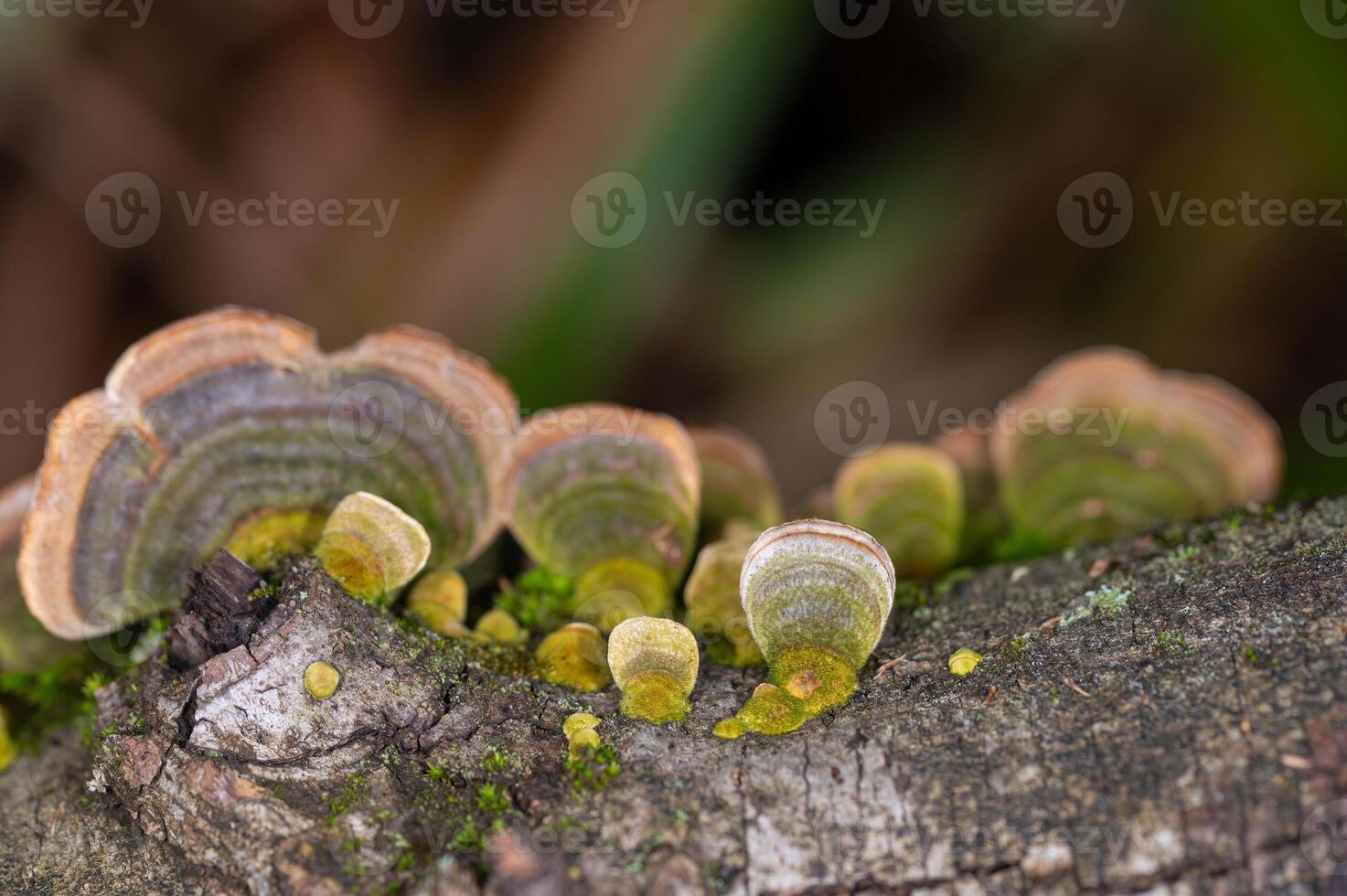 Mushrooms Growing on Trees. Trametes versicolor, also known as coriolus versicolor and polyporus versicolor mushrooms. photo