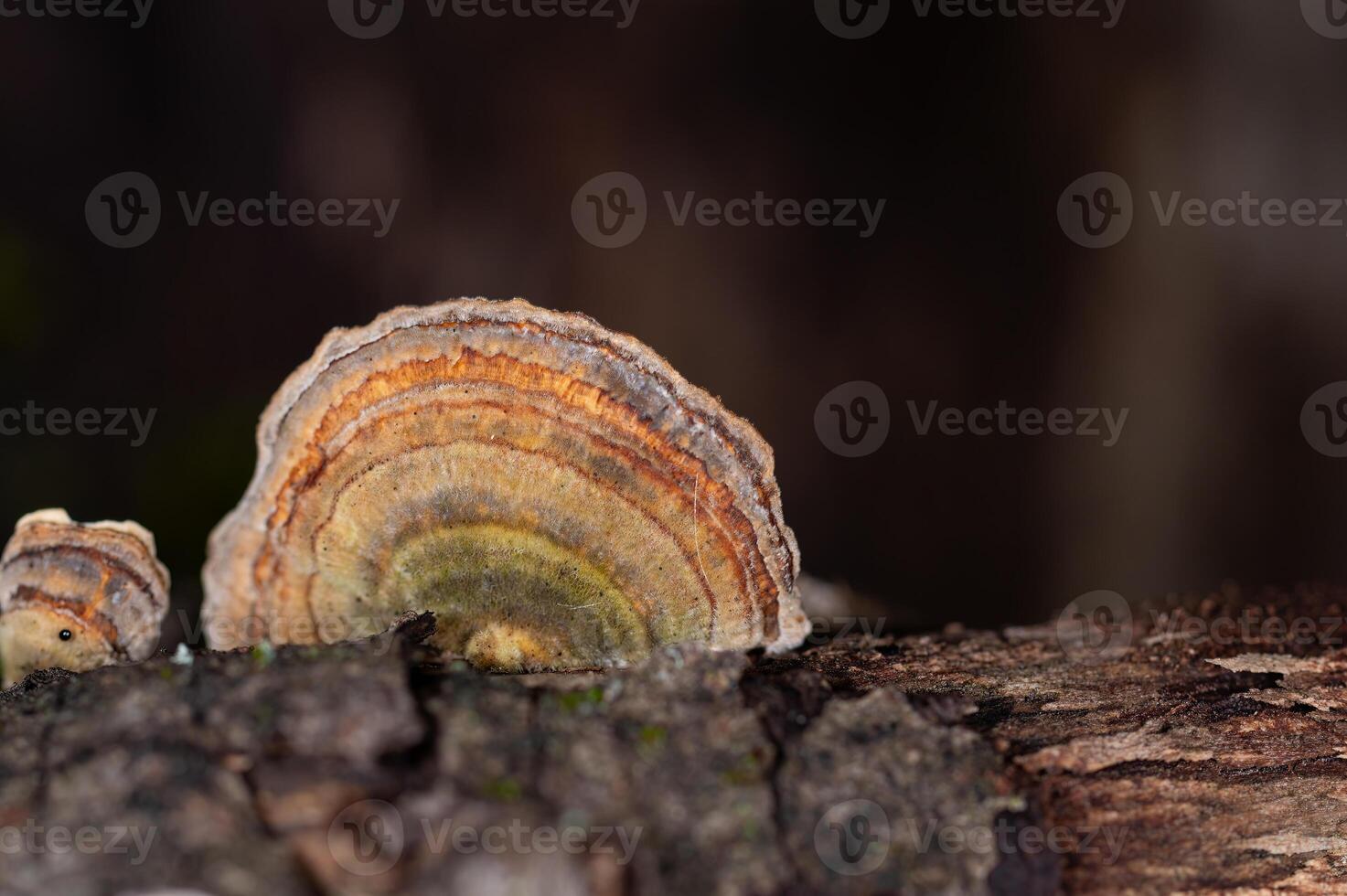 hongos creciente en arboles trametes versicolor, además conocido como coriolo versicolor y poliporo versicolor hongos. foto