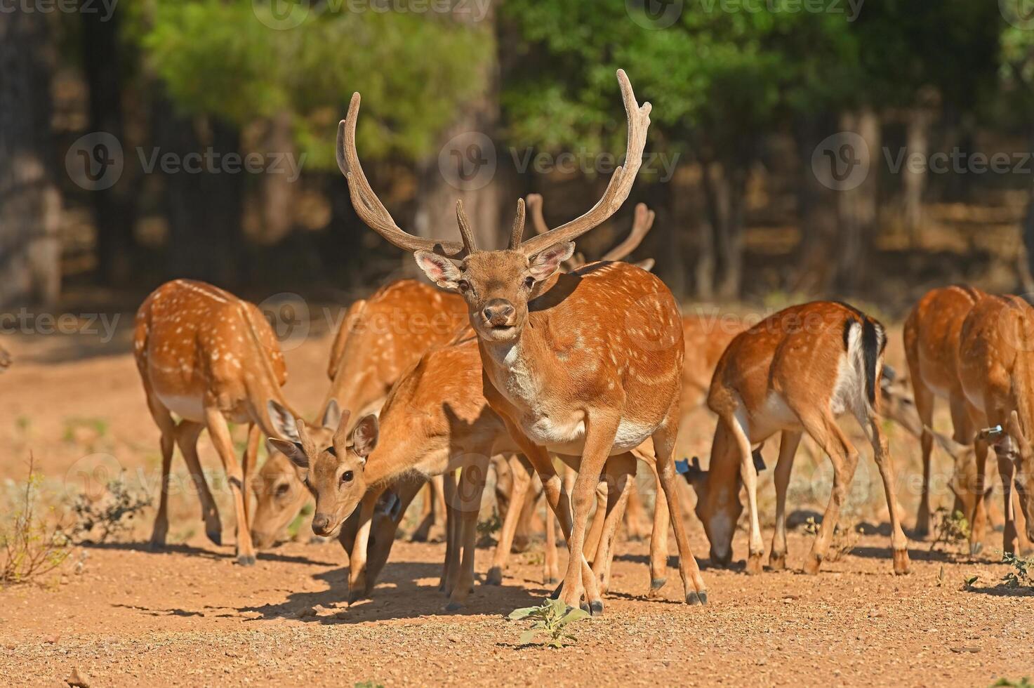 Male and female fallow deer in a group. photo