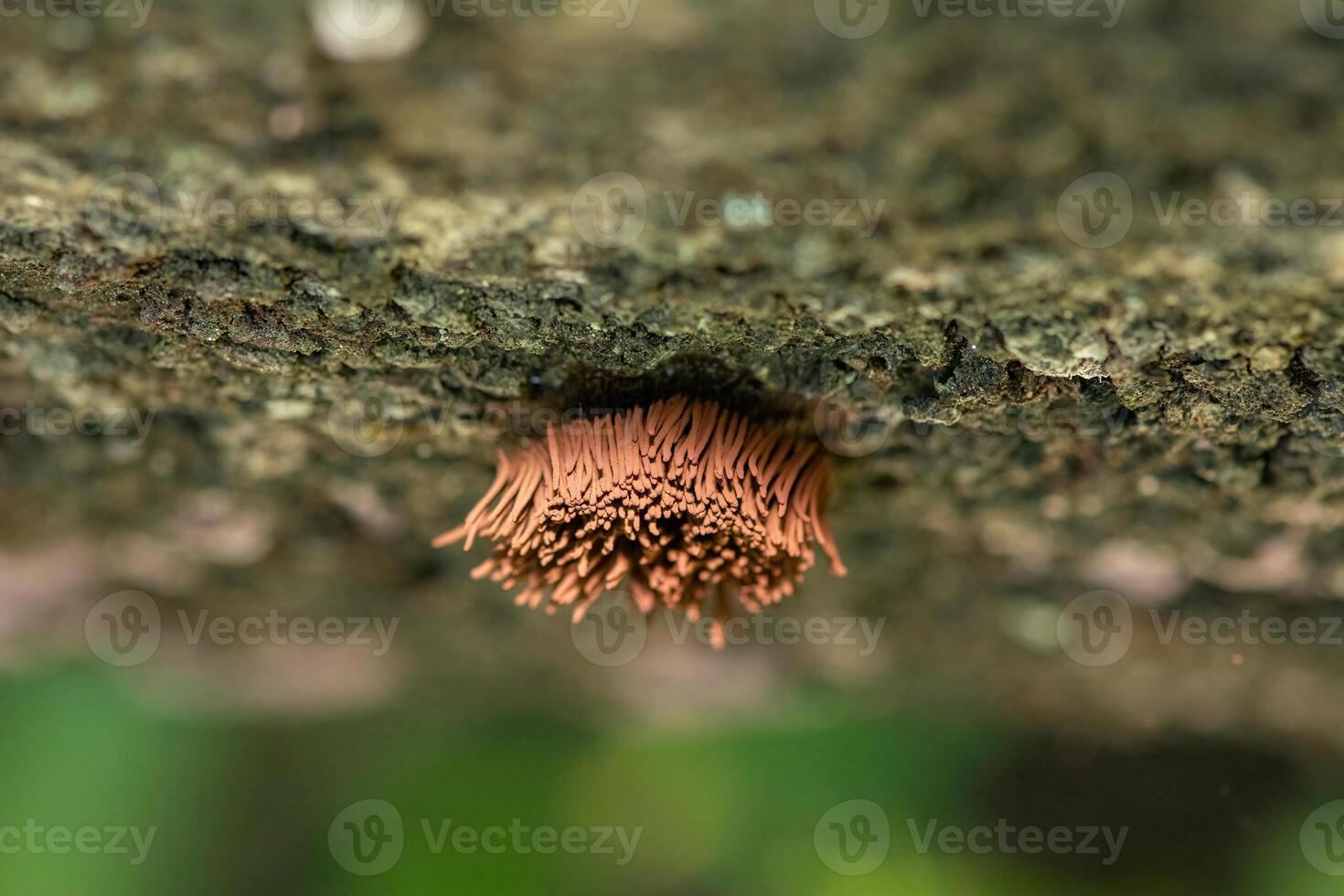 Chocolate tube slime mould growing on a fallen log. Stemonitis axifera. Isparta, Turkey photo