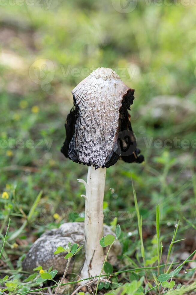 lanudo tapón de tinta seta. coprinus coma. Burdur, Turquía. foto