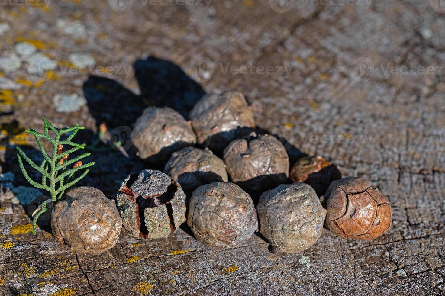 The cones of the cypress tree. photo