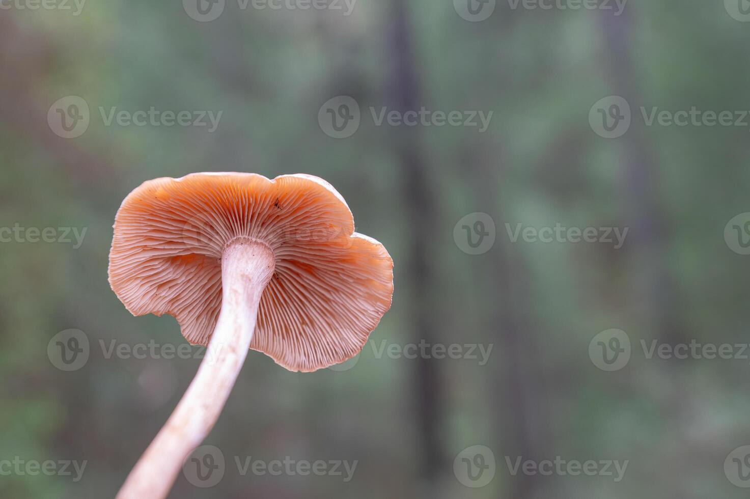 Mushroom stands out in a beautiful green lawn. photo