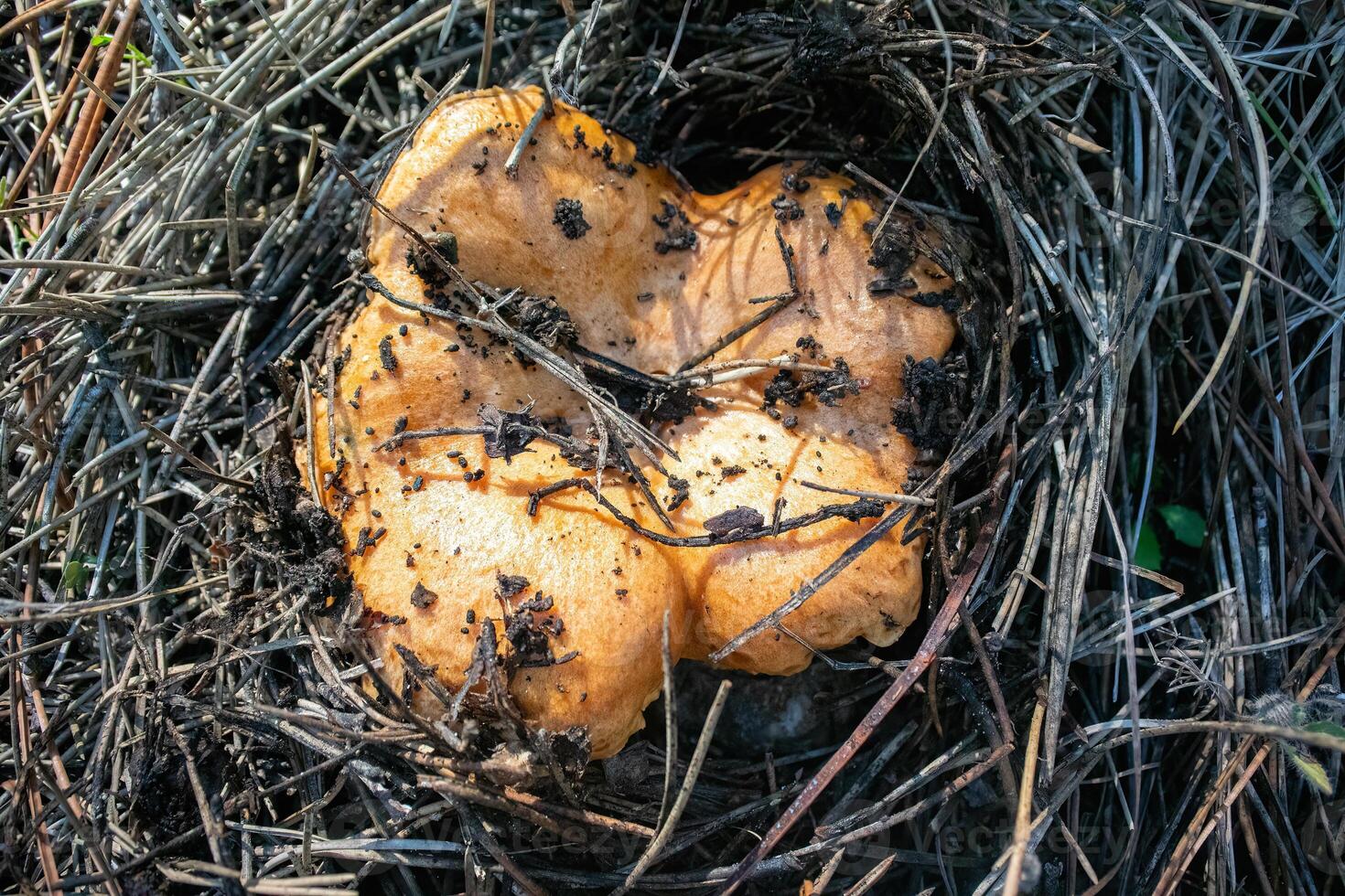 Lactarius salmonicolor is a species of edible mushroom from the Russulaceae family. photo