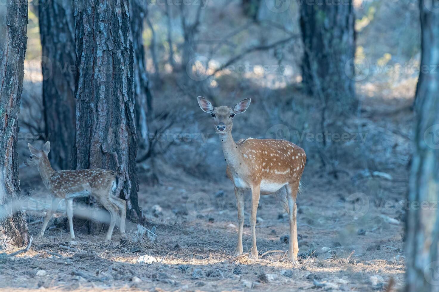 Female fallow deer with her fawn in the forest. Fallow Deer, Dama dama photo