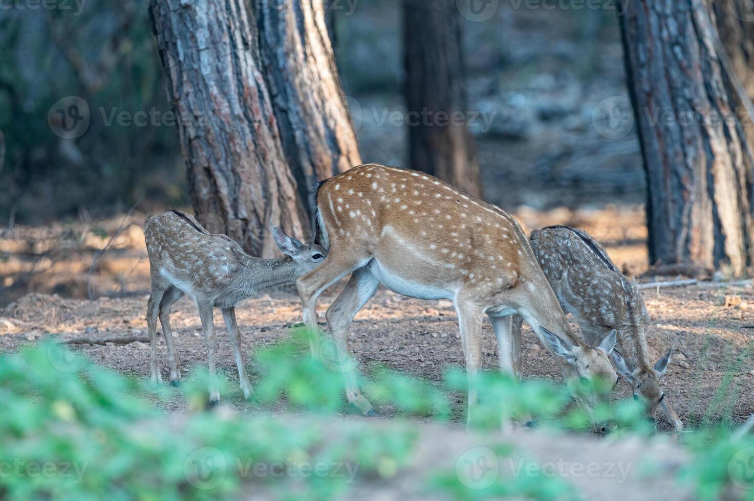 Baby fallow deer drinking water with its mother in the forest. Fallow Deer, Dama dama photo