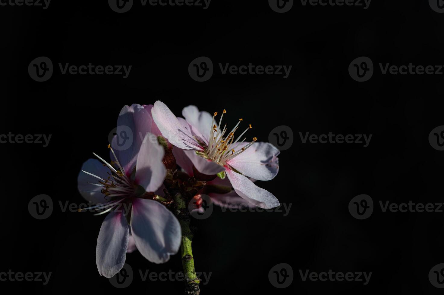 The flower of the almond tree that blooms in spring. Close-up shot. photo