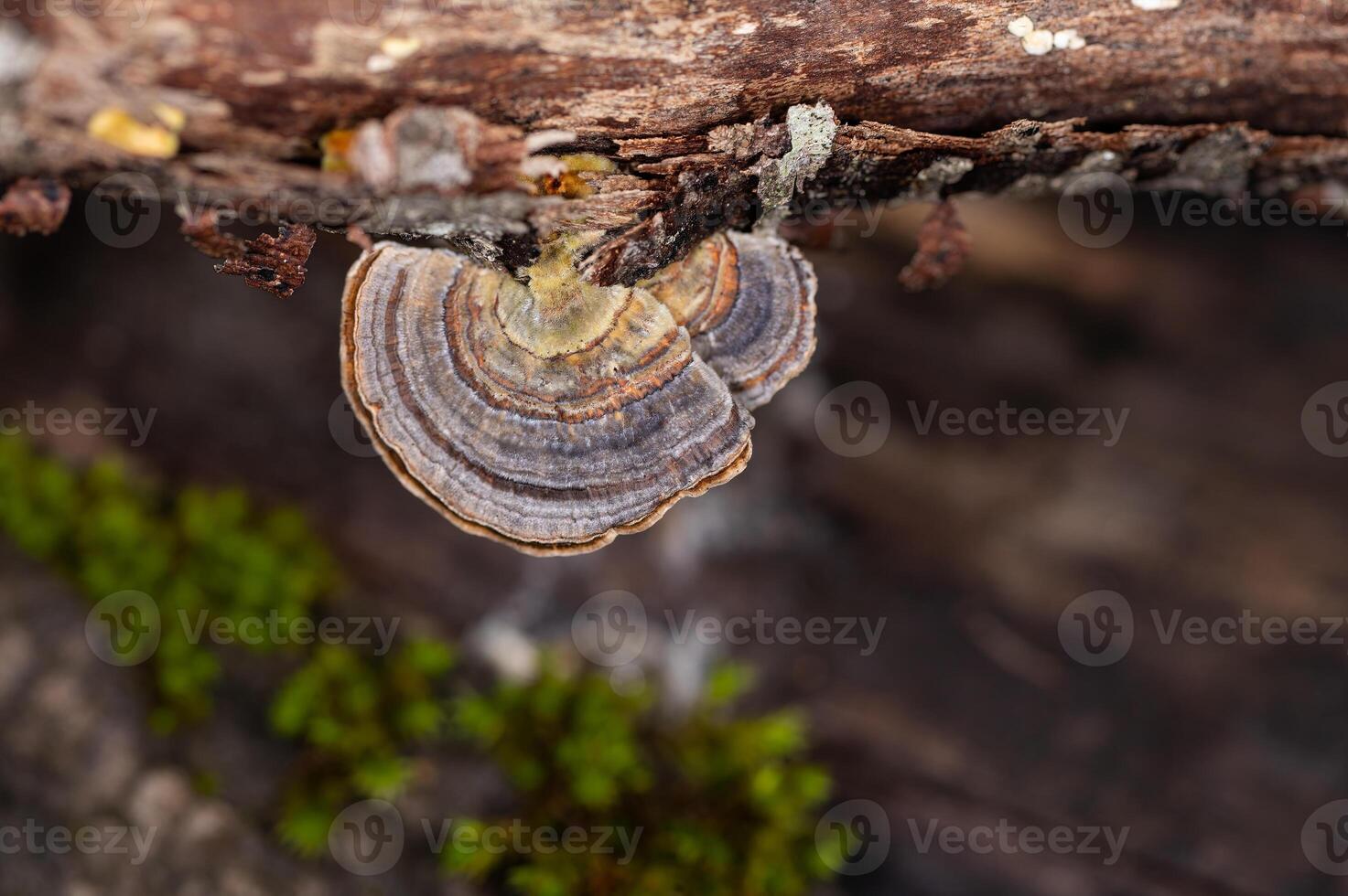 Mushrooms Growing on Trees. Trametes versicolor, also known as coriolus versicolor and polyporus versicolor mushrooms. photo