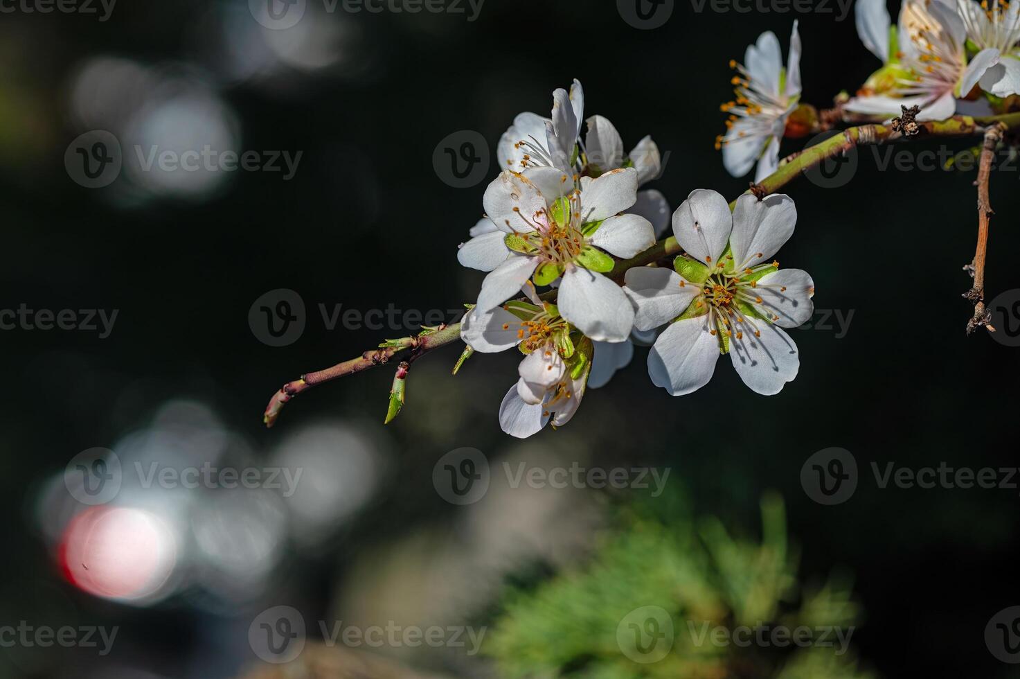 The flower of the almond tree that blooms in spring. Close-up shot. photo
