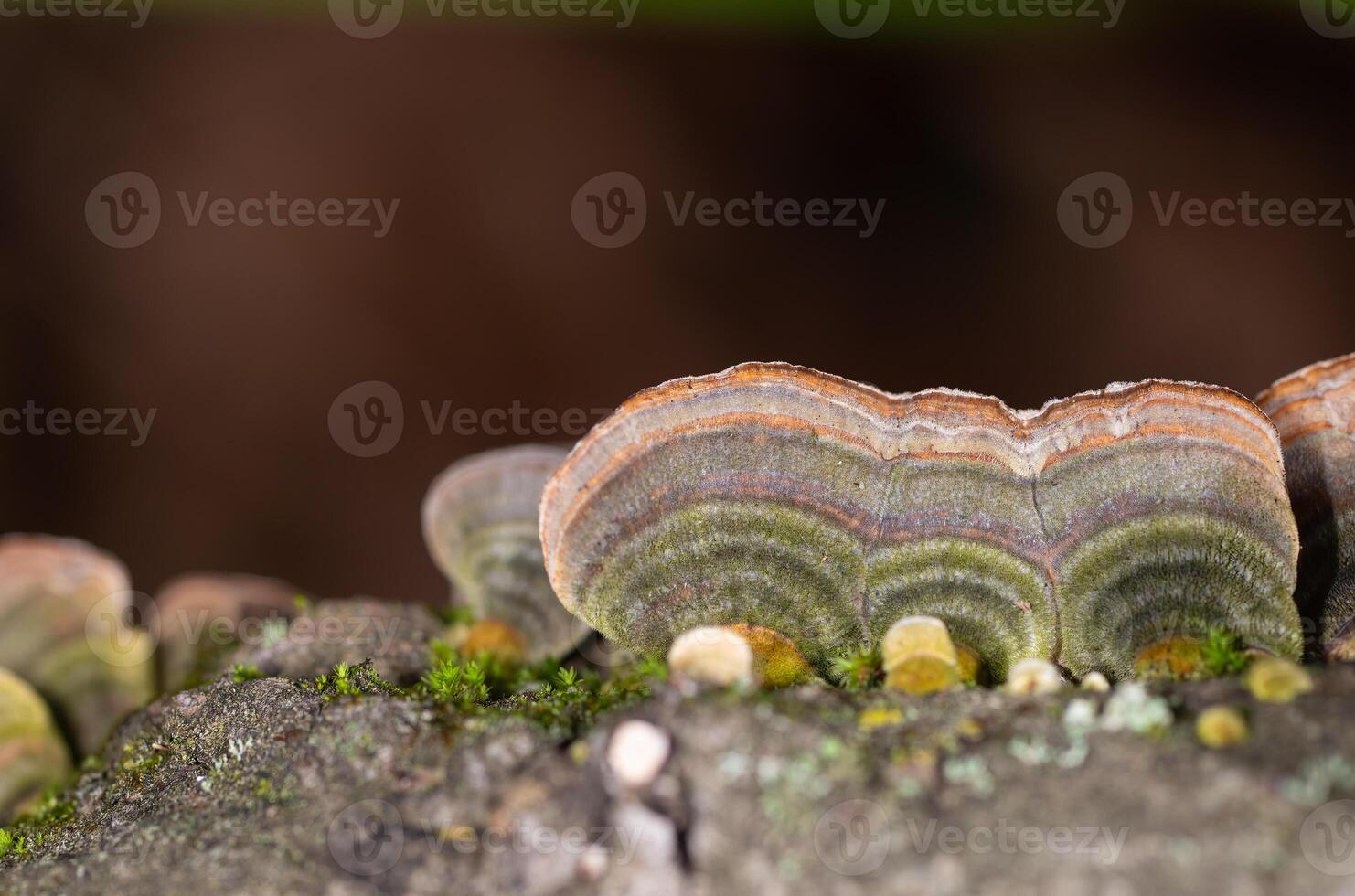 Mushrooms Growing on Trees. Trametes versicolor, also known as coriolus versicolor and polyporus versicolor mushrooms. photo