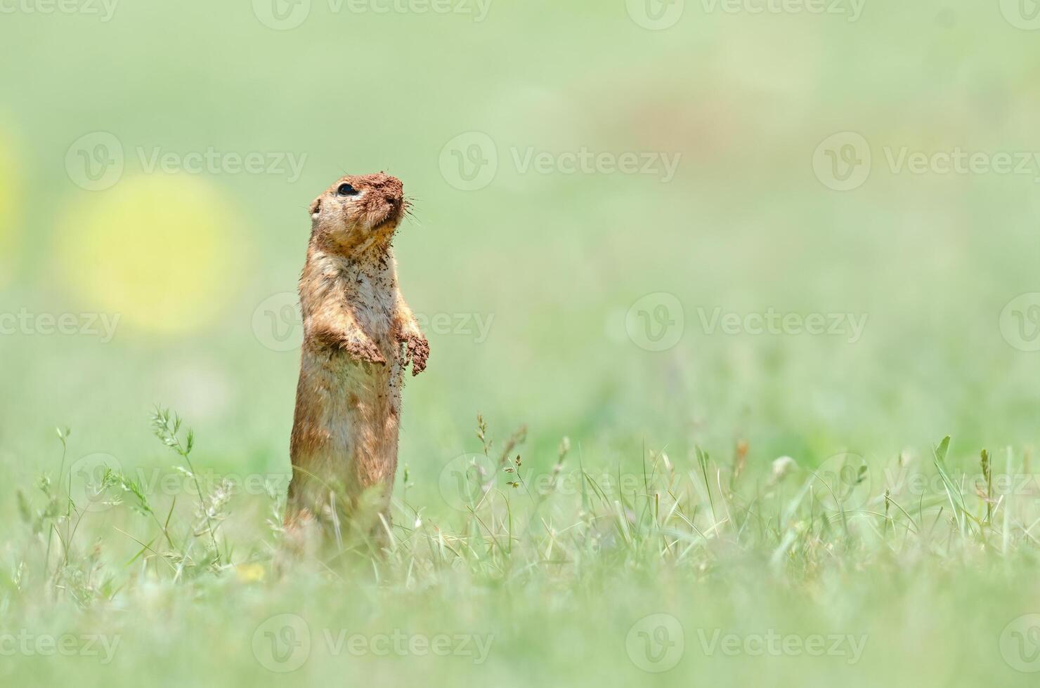 Ground squirrel with mud all over his body. Cute funny animal ground squirrel. Green nature background. photo