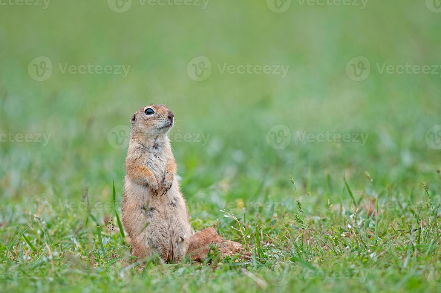 Mummy Ground squirrel looking around. Cute funny animal ground squirrel. Green nature background. photo