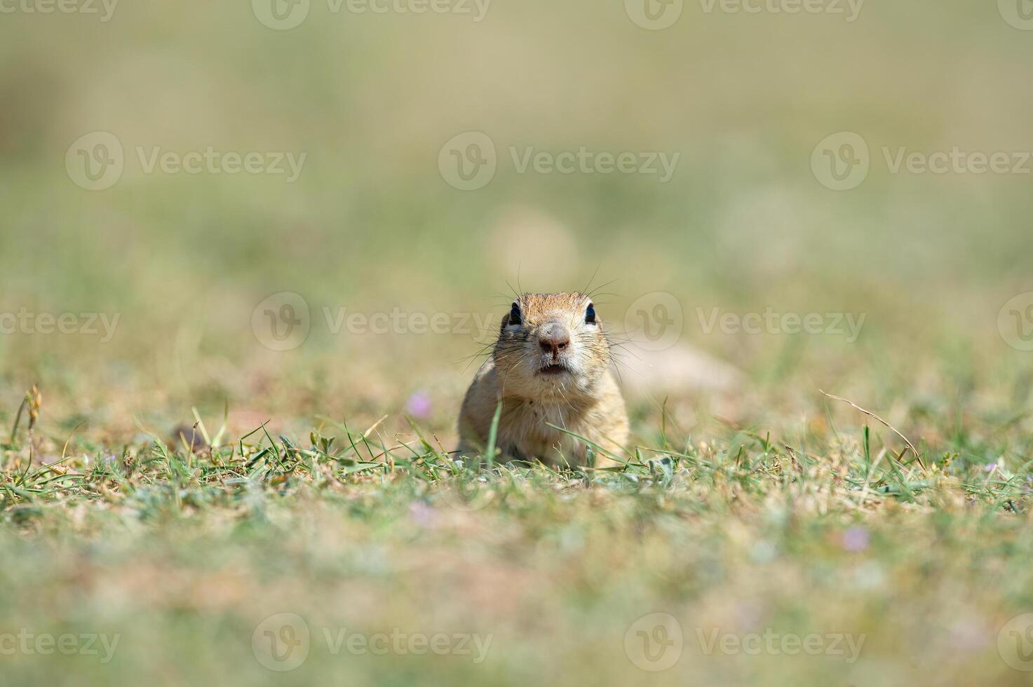 anatolian suelo souslik ardilla espermophilus xanthoprymnus. foto