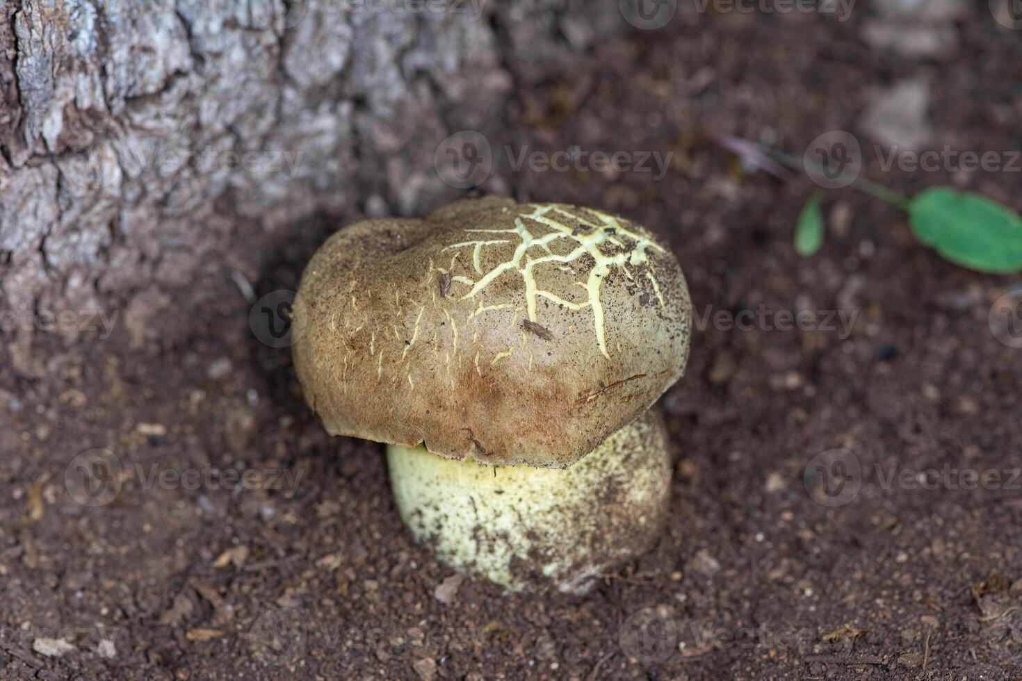 A species of Hortiboletus mushroom. photo