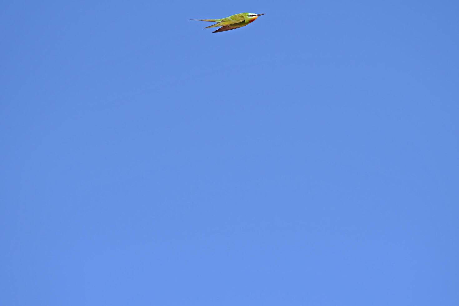 Blue-cheeked Bee-eater, Merops persicus flying in the sky. photo