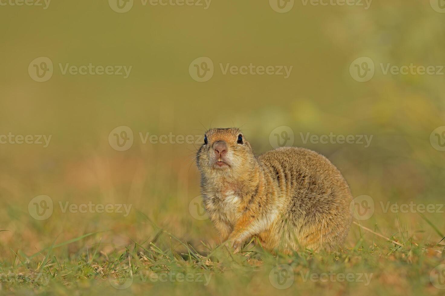 Ground Squirrel with teeth showing. photo