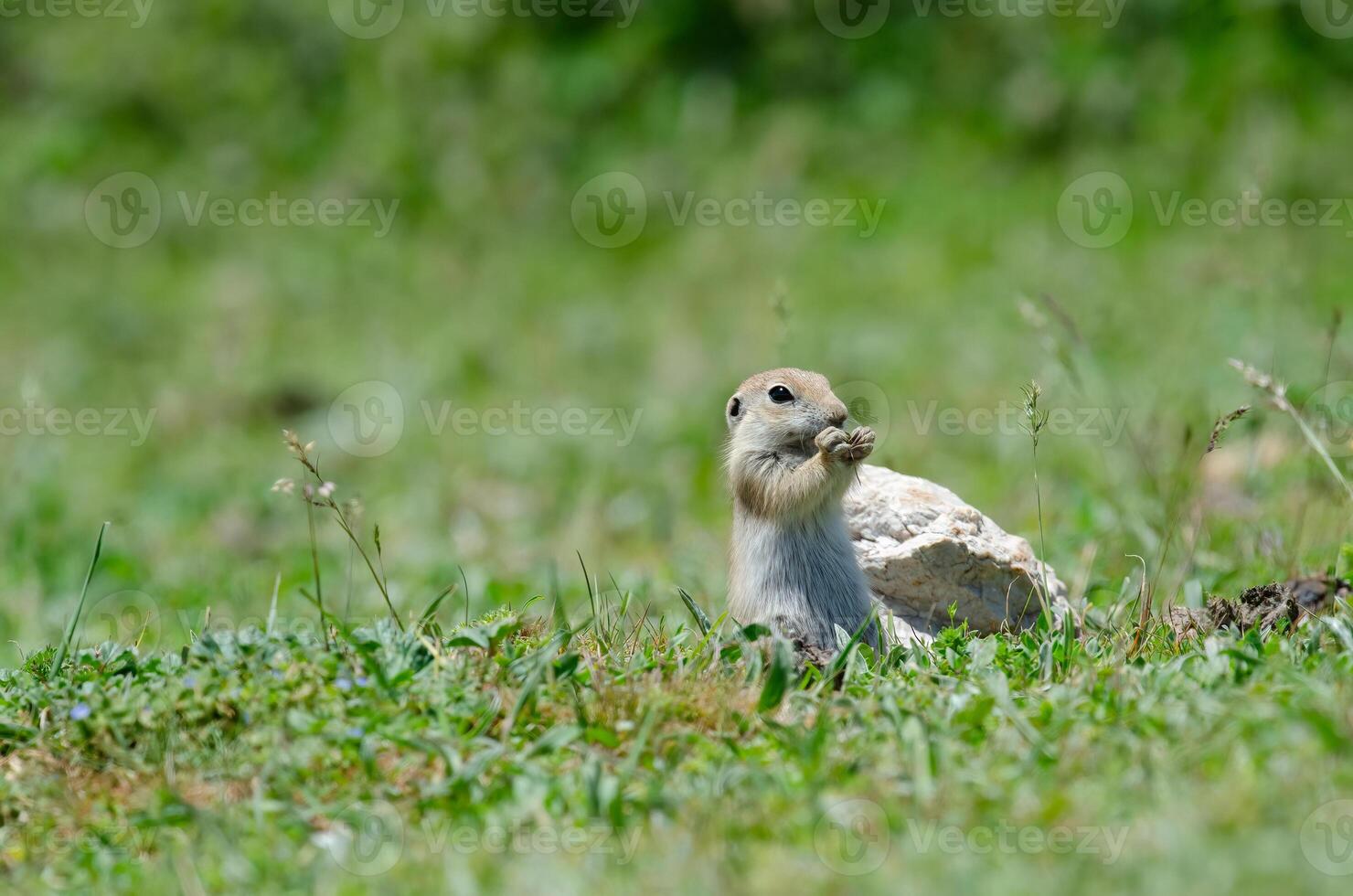 A baby ground squirrel being fed. Cute funny animal ground squirrel. Green nature background. photo