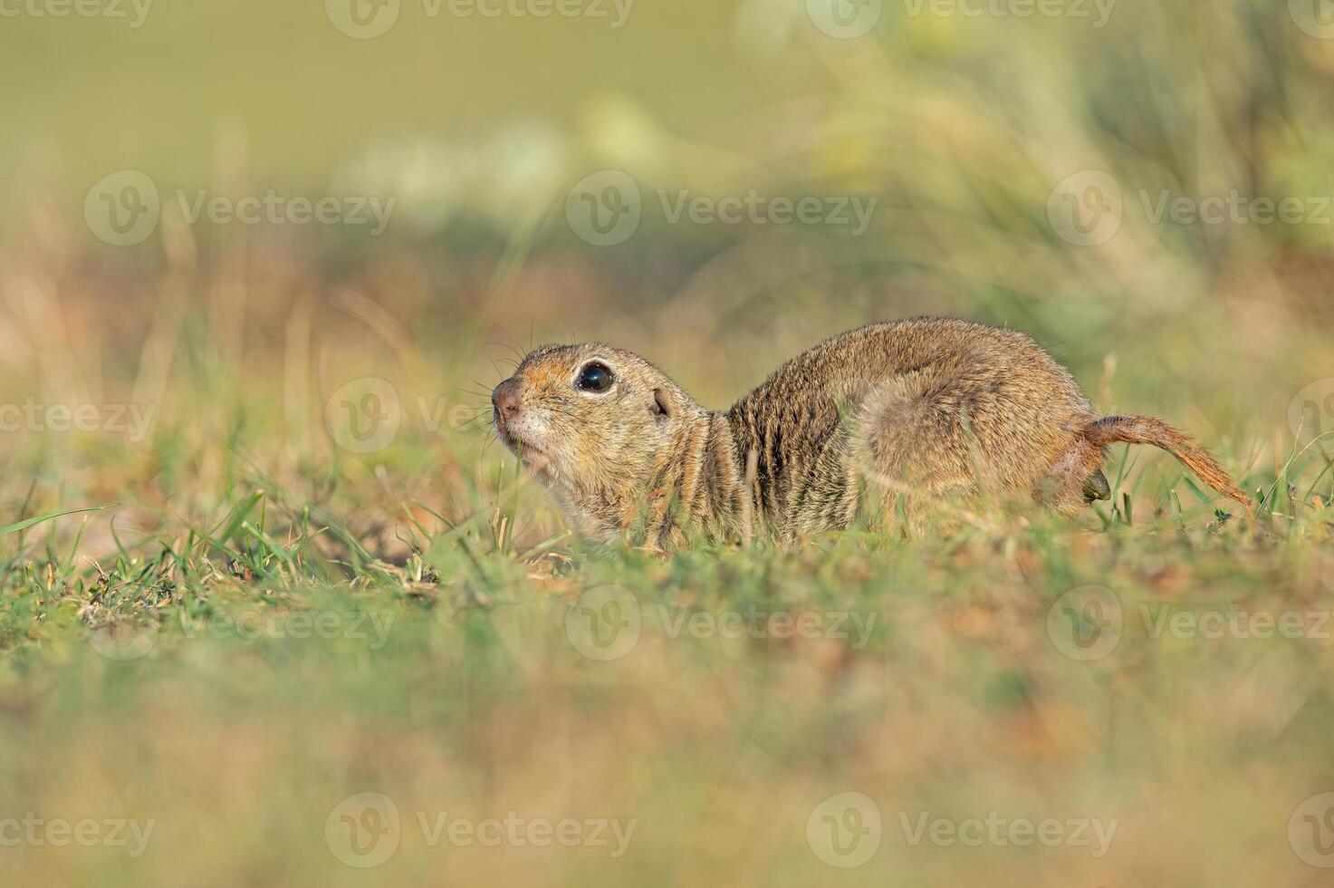 An Anatolian Souslik-Ground Squirrel Spermophilus xanthoprymnus defecating. photo