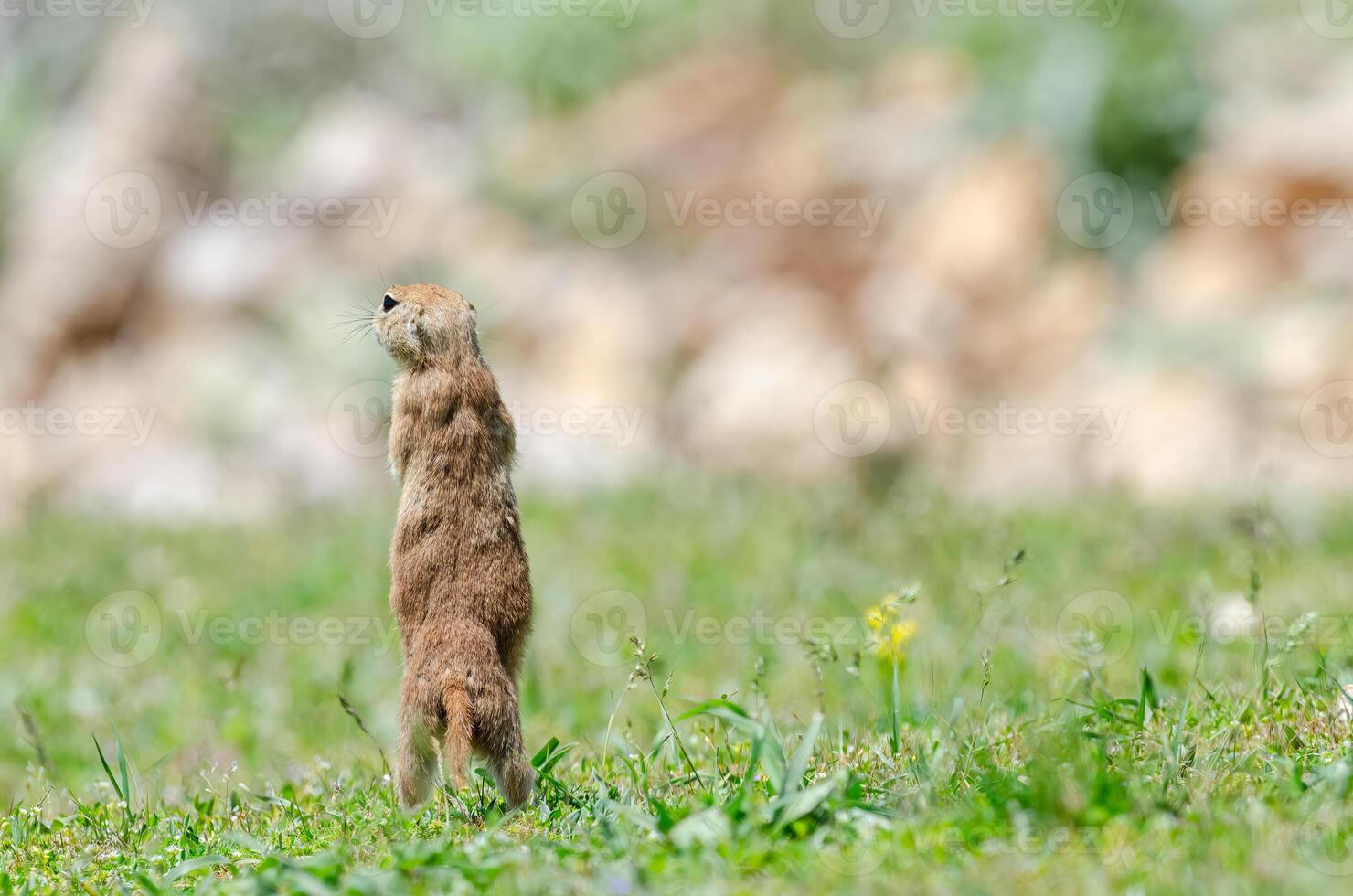 Ground squirrel with his back turned. Cute funny animal ground squirrel. Green nature background. photo