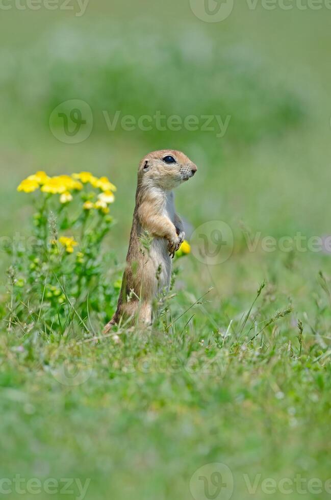 Ground squirrel and yellow flower. Cute funny animal ground squirrel. Green nature background. photo