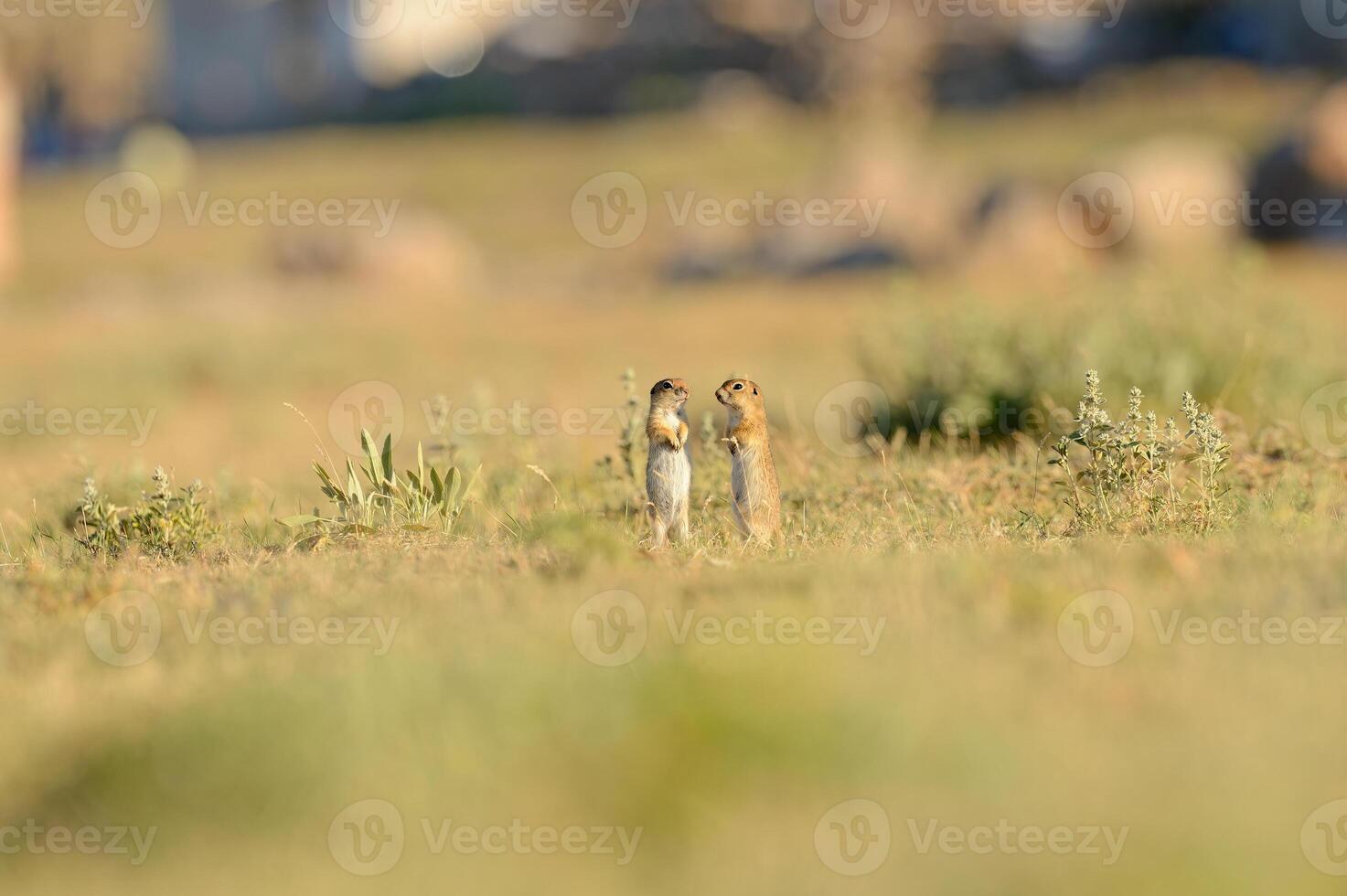 un par de en pie anatolian suelo souslik ardillas espermophilus xanthoprymnus. foto