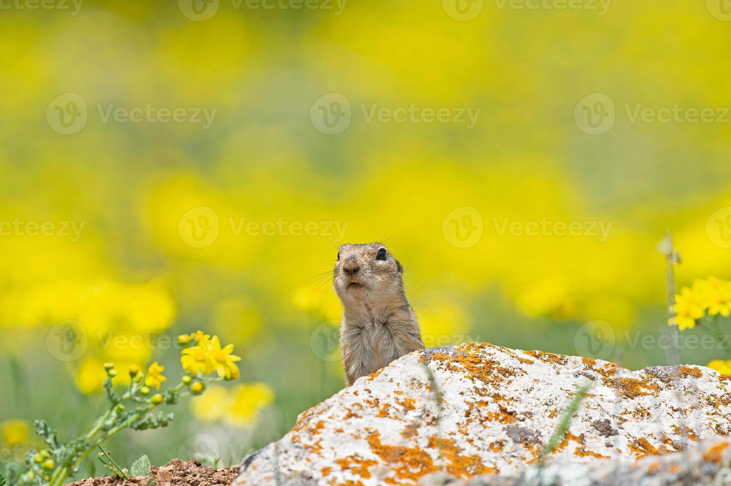 Ground squirrel looking out from behind the lichen rock. Cute funny animal ground squirrel. Yellow natural background. photo