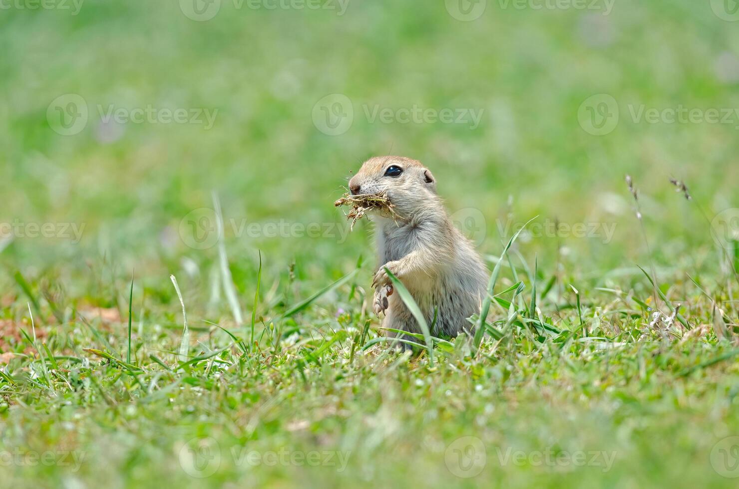 Ground squirrel feeding. Cute funny animal ground squirrel. Green nature background. photo