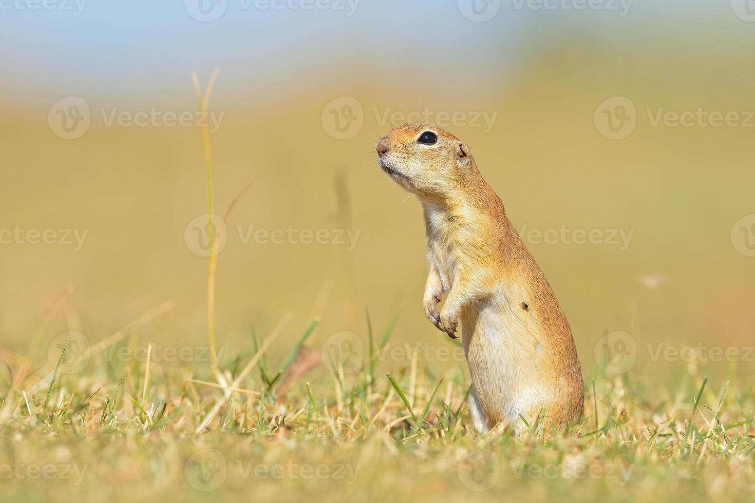 The ground squirrel is standing. photo