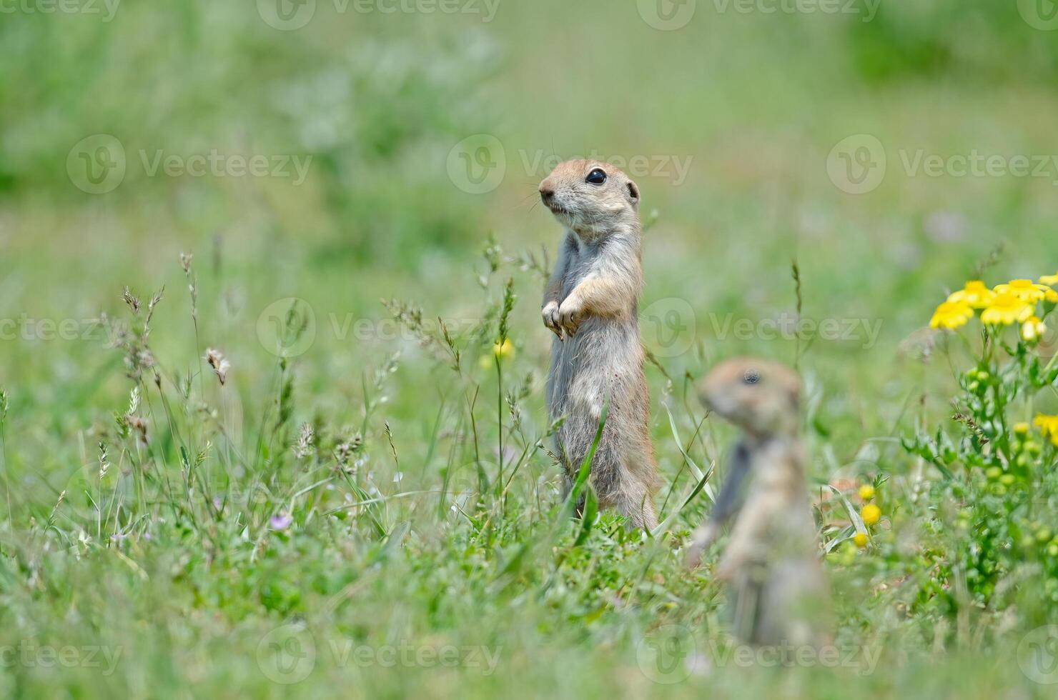 Mother Ground squirrel and baby Ground squirrel in foreground. Cute funny animal ground squirrel. Green nature background. photo