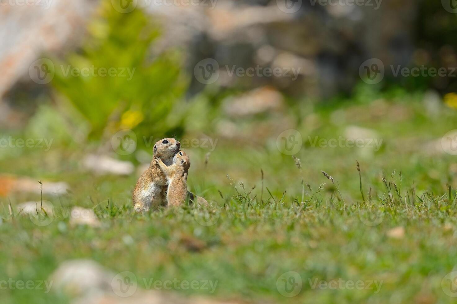 Animals getting closer with love in their natural habitat. Cuddling animals photo