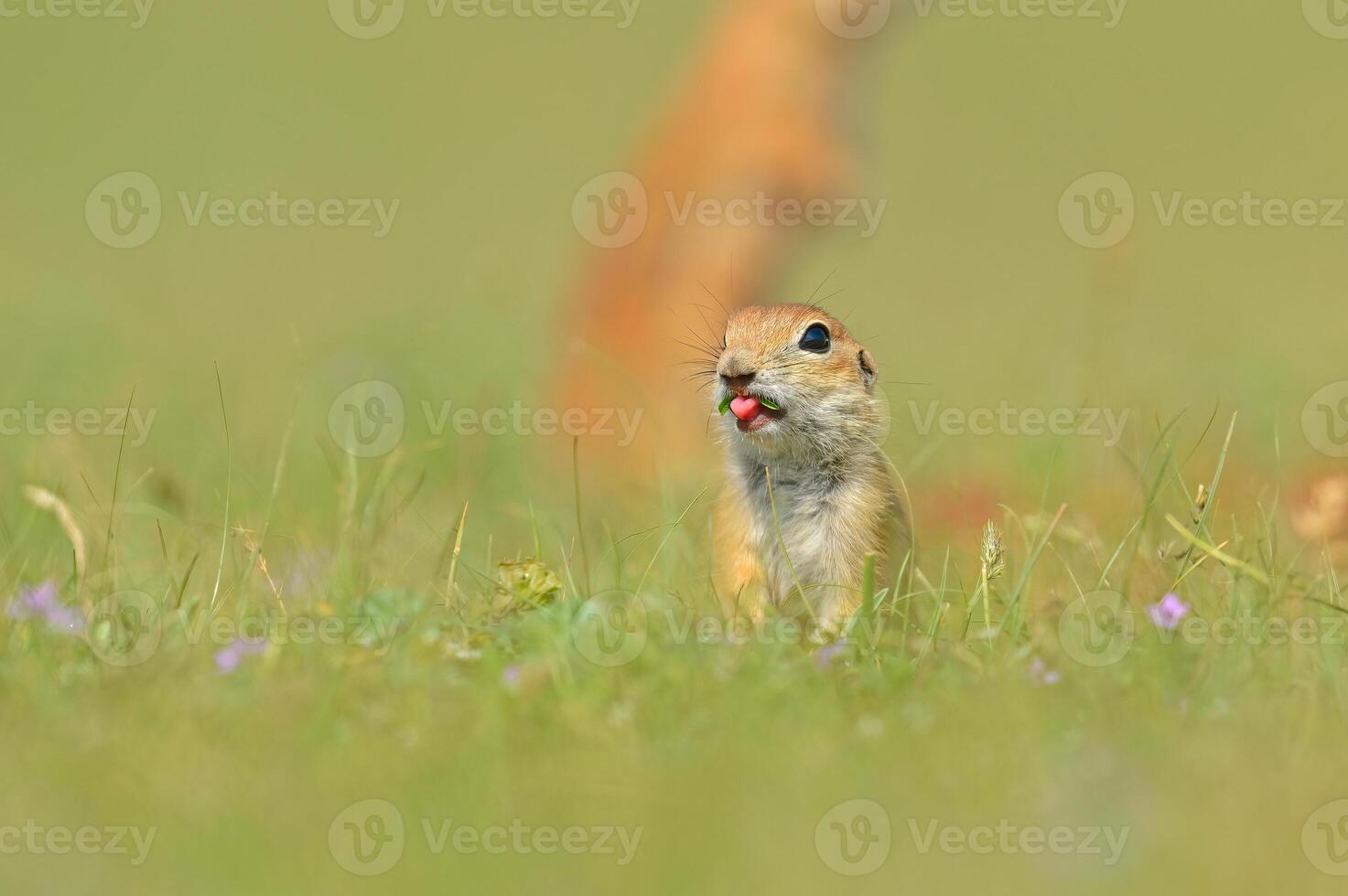 The ground squirrel stuck its tongue out. photo