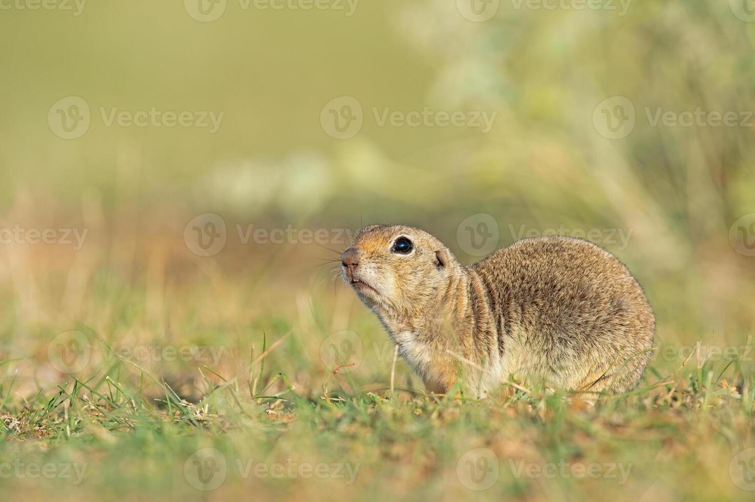 An Anatolian Souslik-Ground Squirrel Spermophilus xanthoprymnus defecating. photo