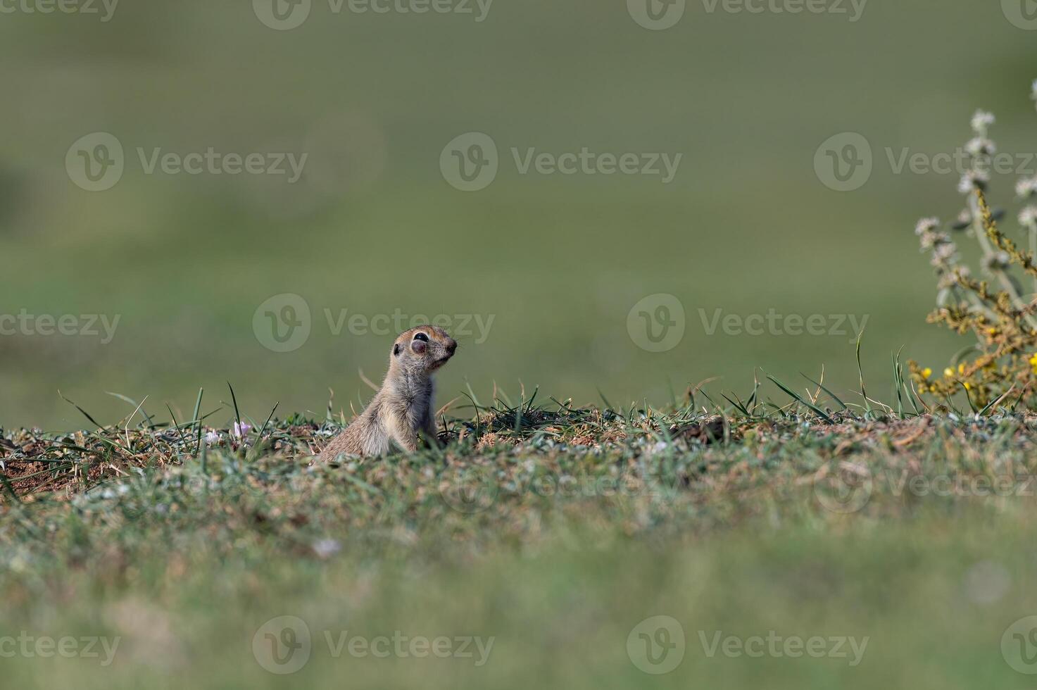 Squirrel with an eye disease. Anatolian Souslik, Ground Squirrel, Spermophilus xanthoprymnus photo