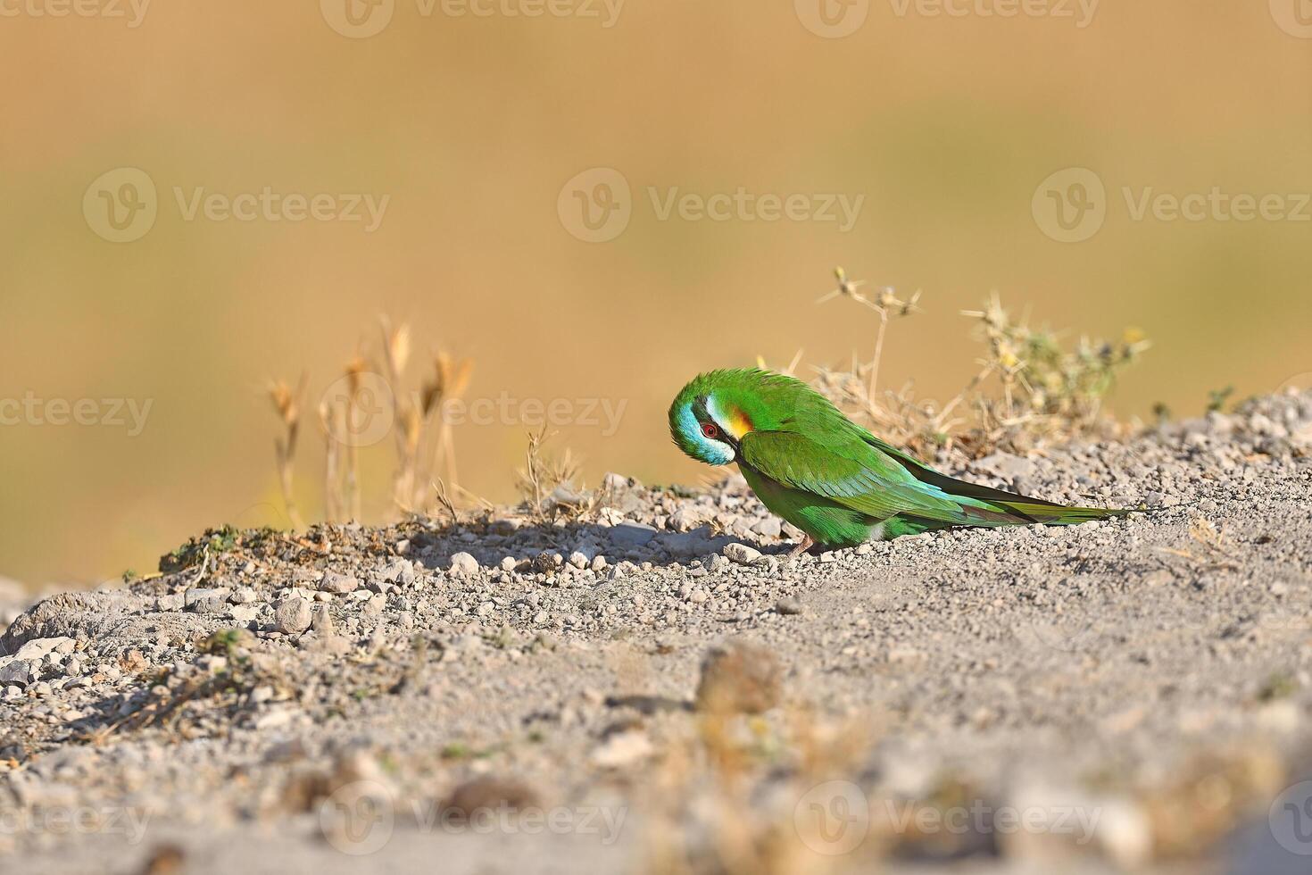 Blue-cheeked bee-eater sitting on a rock. Merops persicus photo