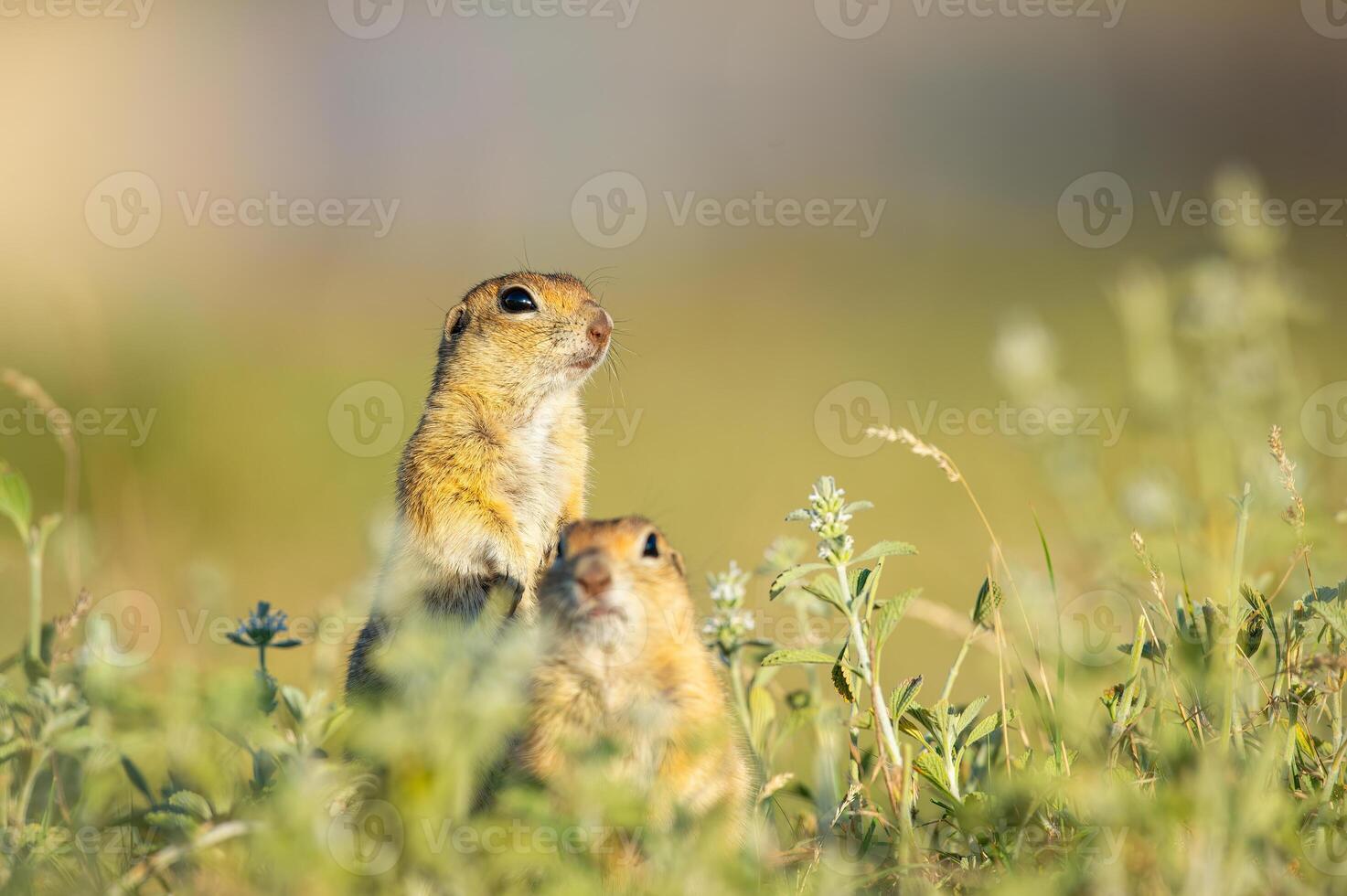 Anatolian Souslik-Ground Squirrel Spermophilus xanthoprymnus family among the grasses. photo