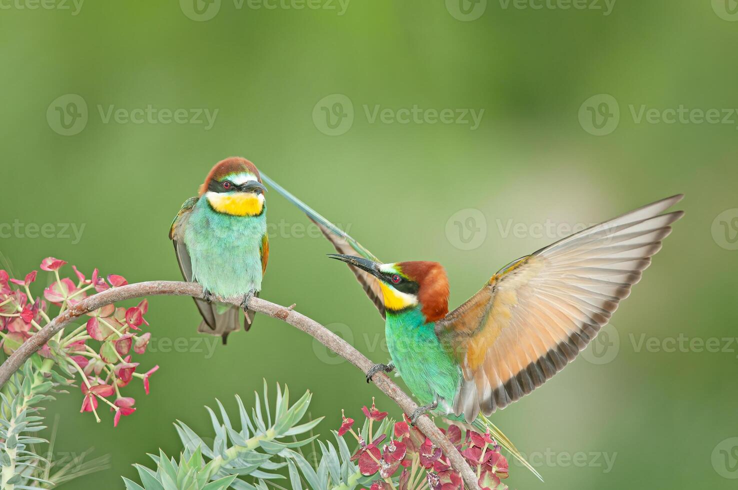 European Bee-eater, Merops apiaster, with wings spread. Green background. Colourful birds. photo