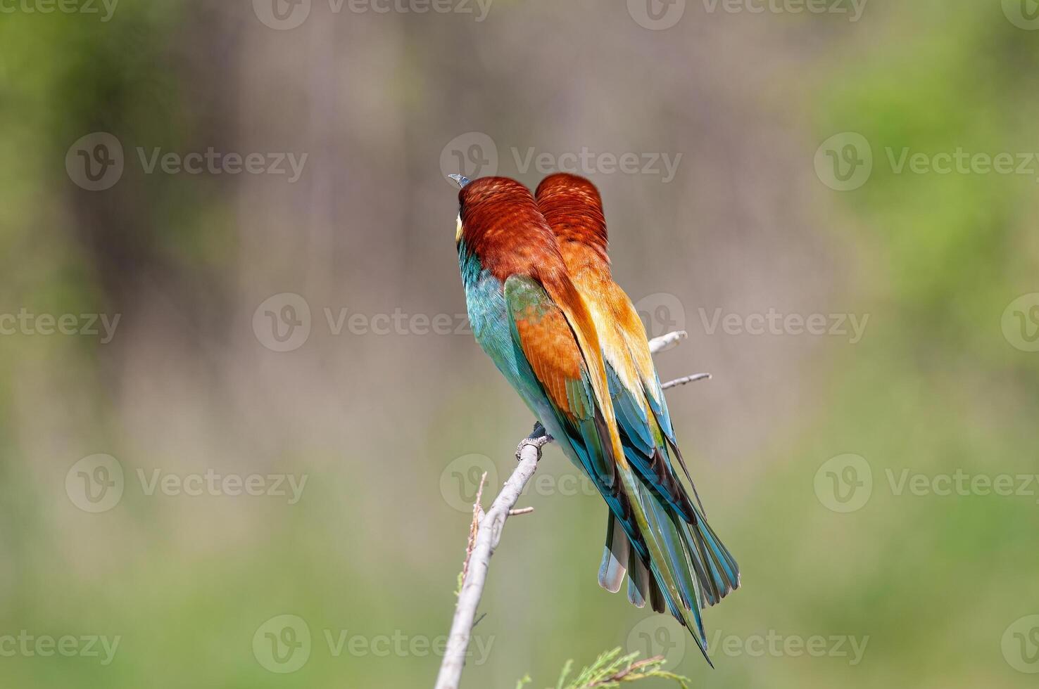 europeo abejarucos, merops apiaster en el rama. verde antecedentes. vistoso aves. espalda detalle. foto