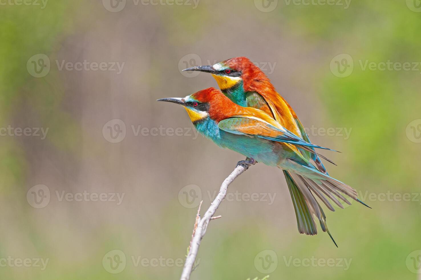 European Bee-eaters, Merops apiaster on the branch. Green background. Colourful birds. photo