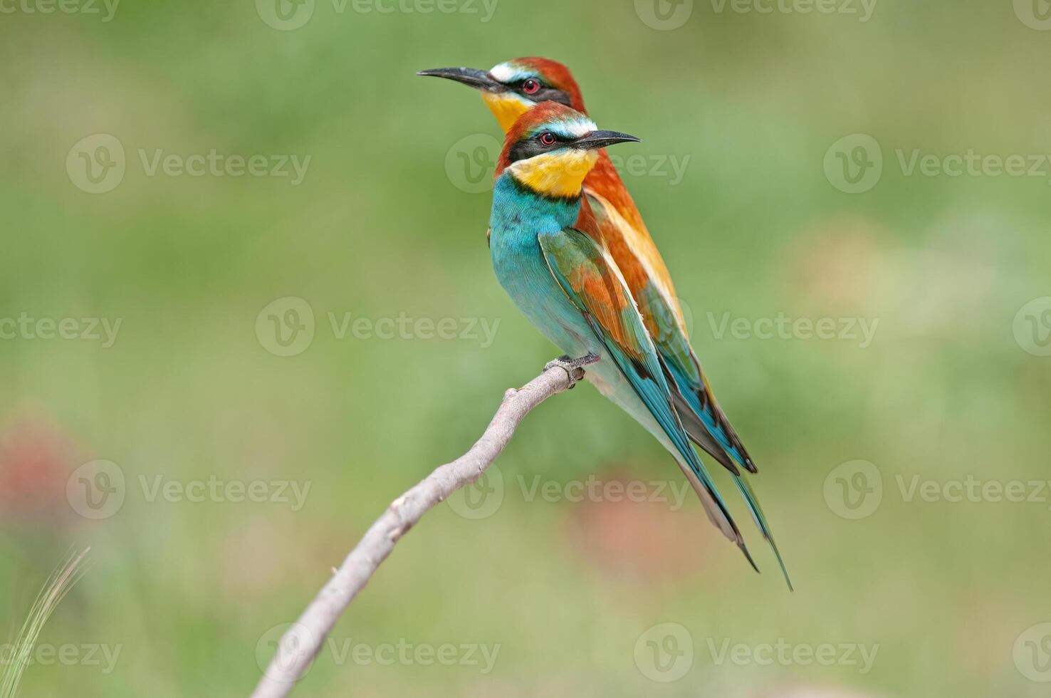 europeo abejarucos, merops apiaster en el rama. verde antecedentes. vistoso aves. foto