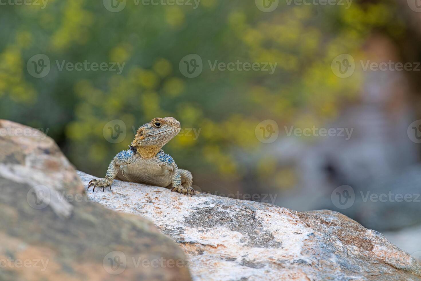 Grey hardun lizard, Laudakia stellio on a rock in its natural habitat. photo