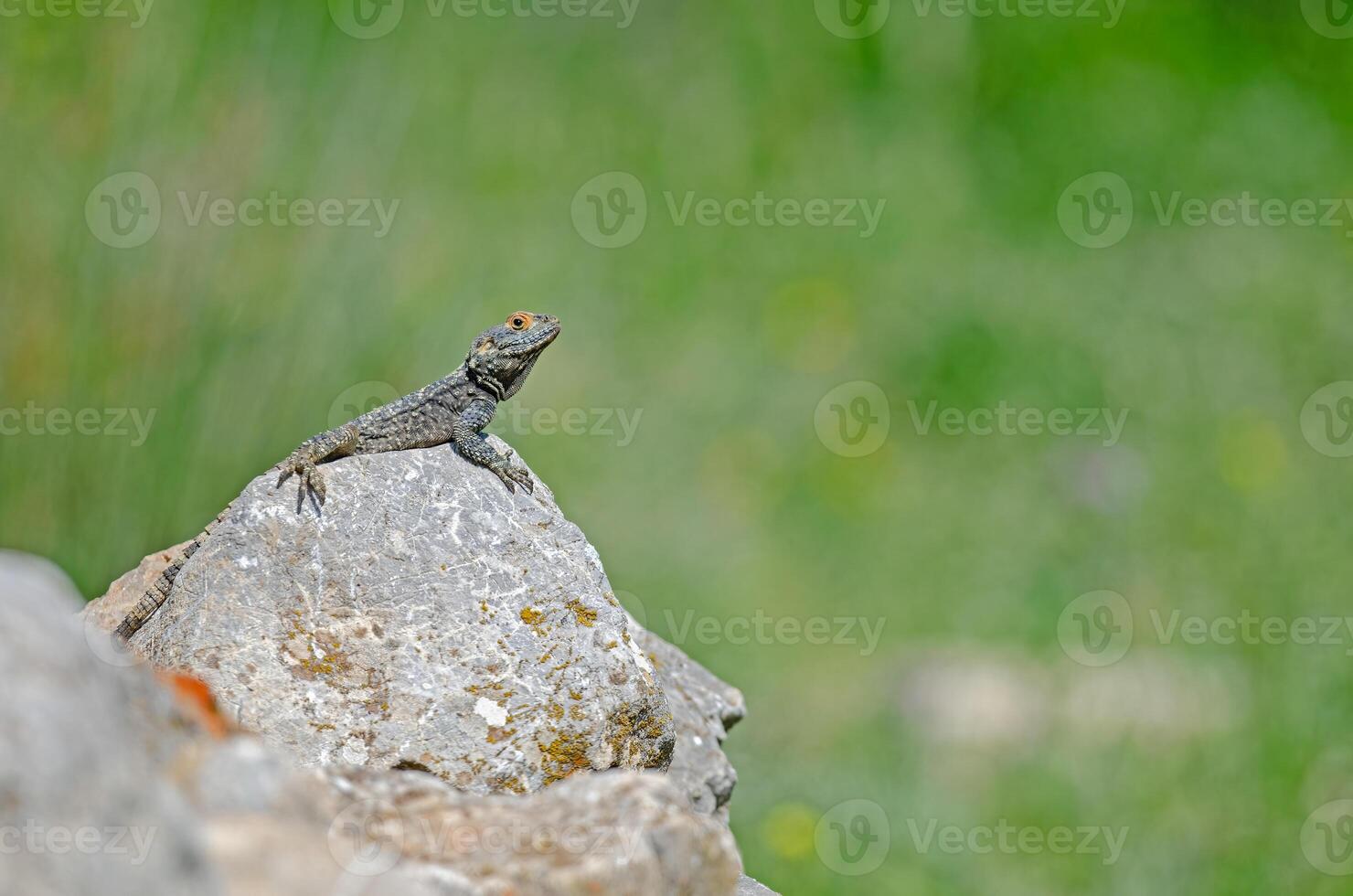 Grey hardun lizard, Laudakia stellio sunbathing on a rock in its natural habitat. photo