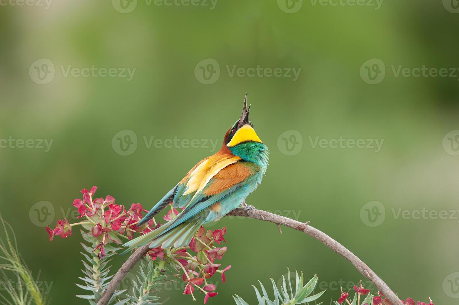 European Bee-eater, Merops apiaster, looking at the sky. Green background. Colourful birds. photo