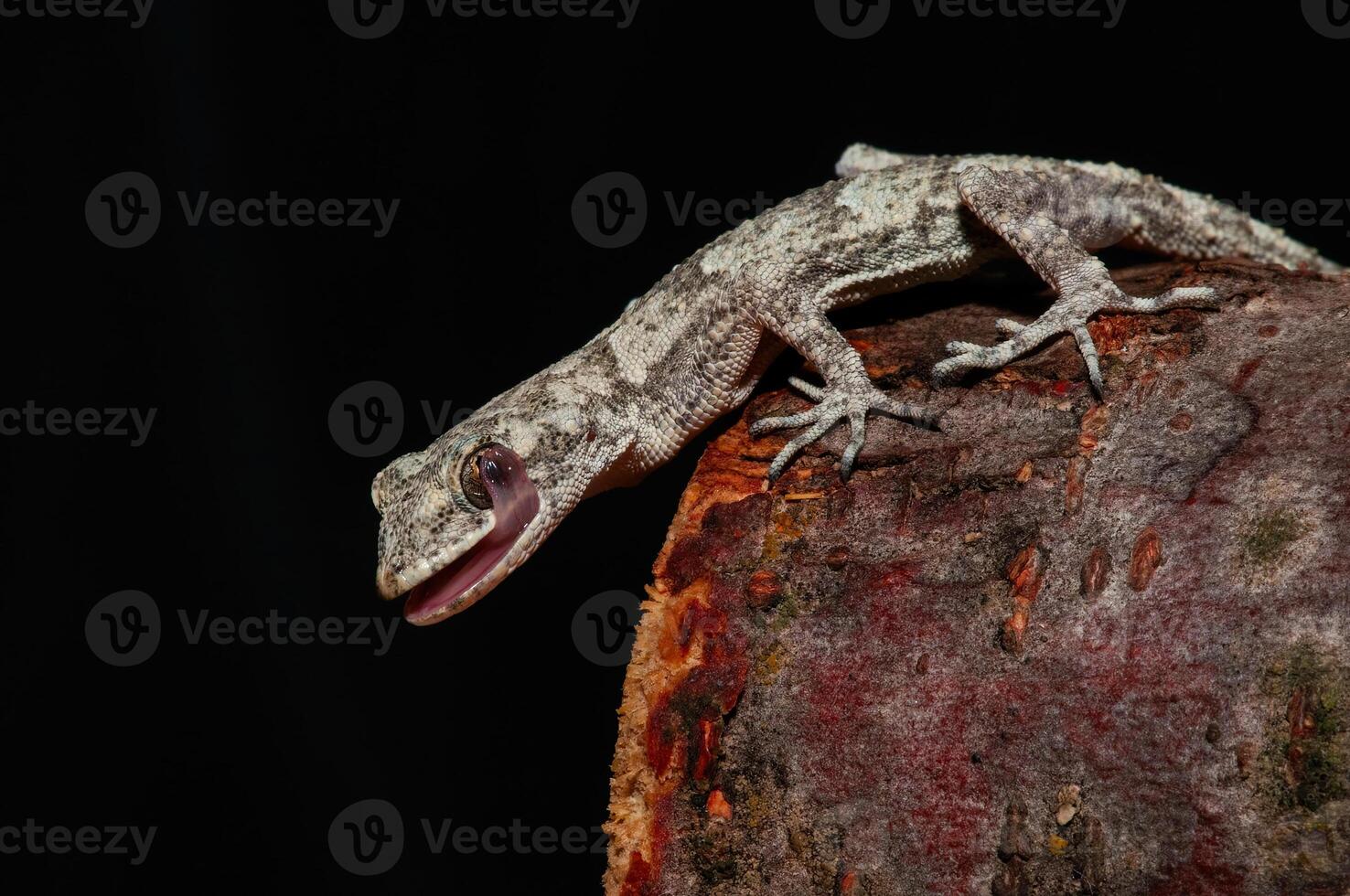 Close up of Kotschy's Naked toed Gecko in its natural habitat, on a tree stump Mediodactylus kotschyi. A gecko licking its eye. photo