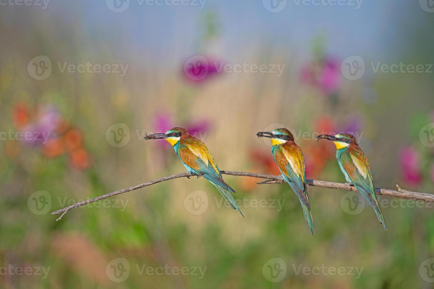 europeo abejarucos merops apiaster en pie en un rama con un insecto en sus boca. borroso de colores flores en el antecedentes. foto