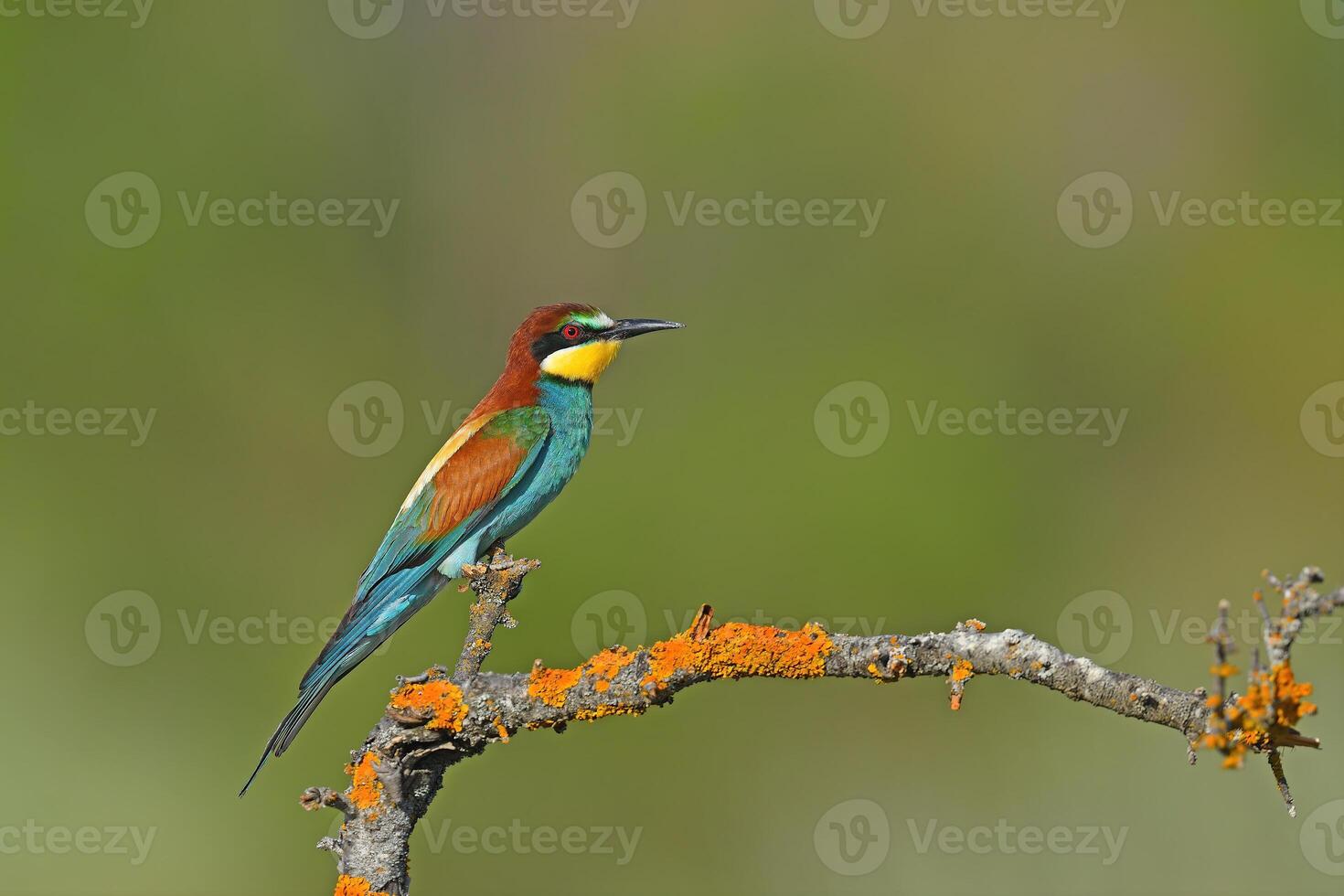 European bee-eater sitting on a lichen branch. photo