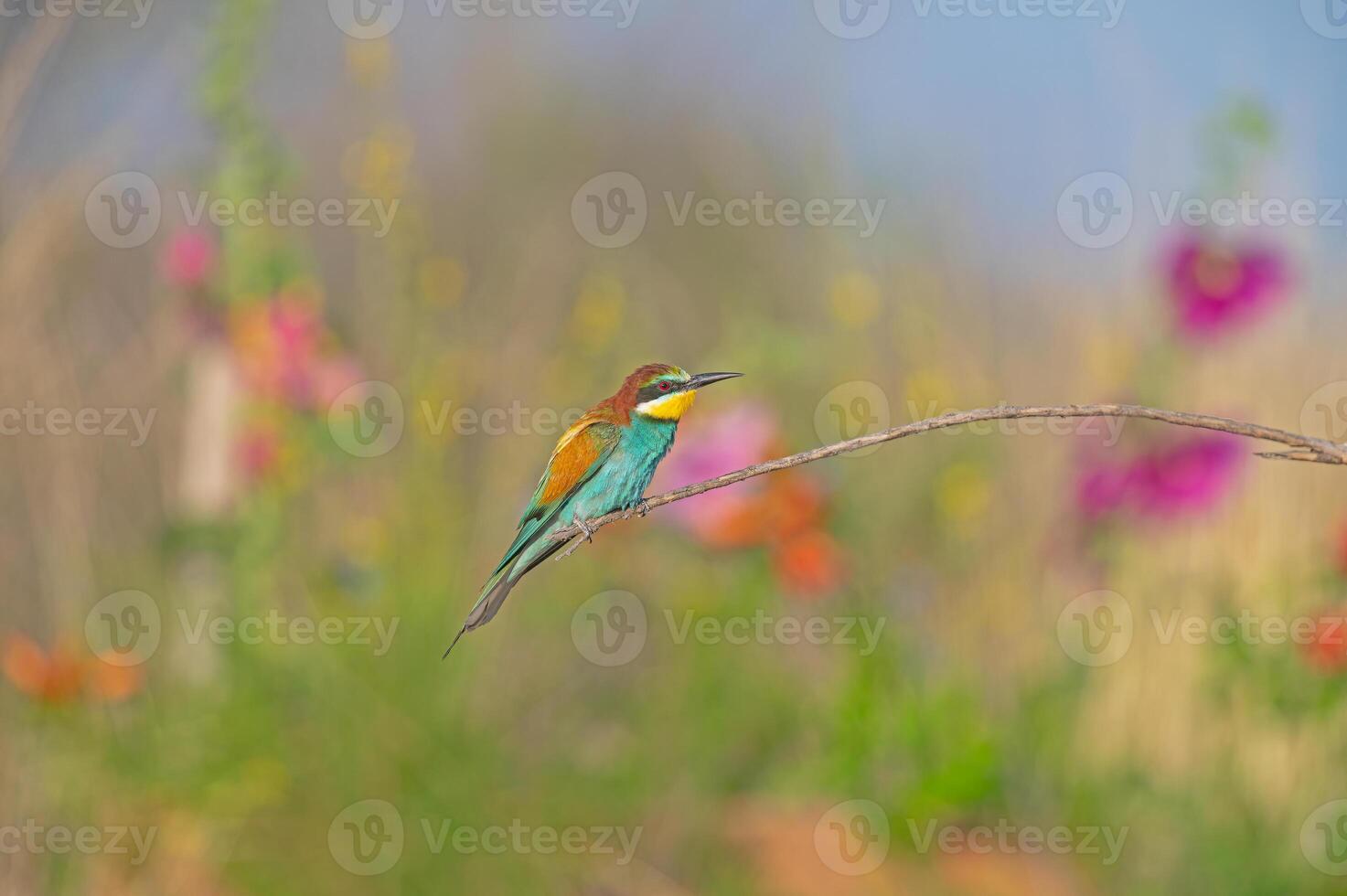 European Bee-eater Merops apiaster standing on a branch. Blurred coloured flowers in the background. photo