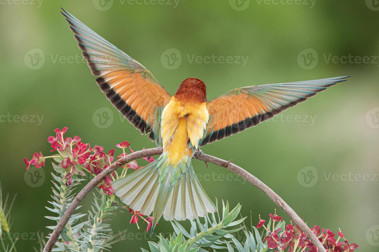 European Bee-eater, Merops apiaster, with wings spread. Green background. Colourful birds. photo