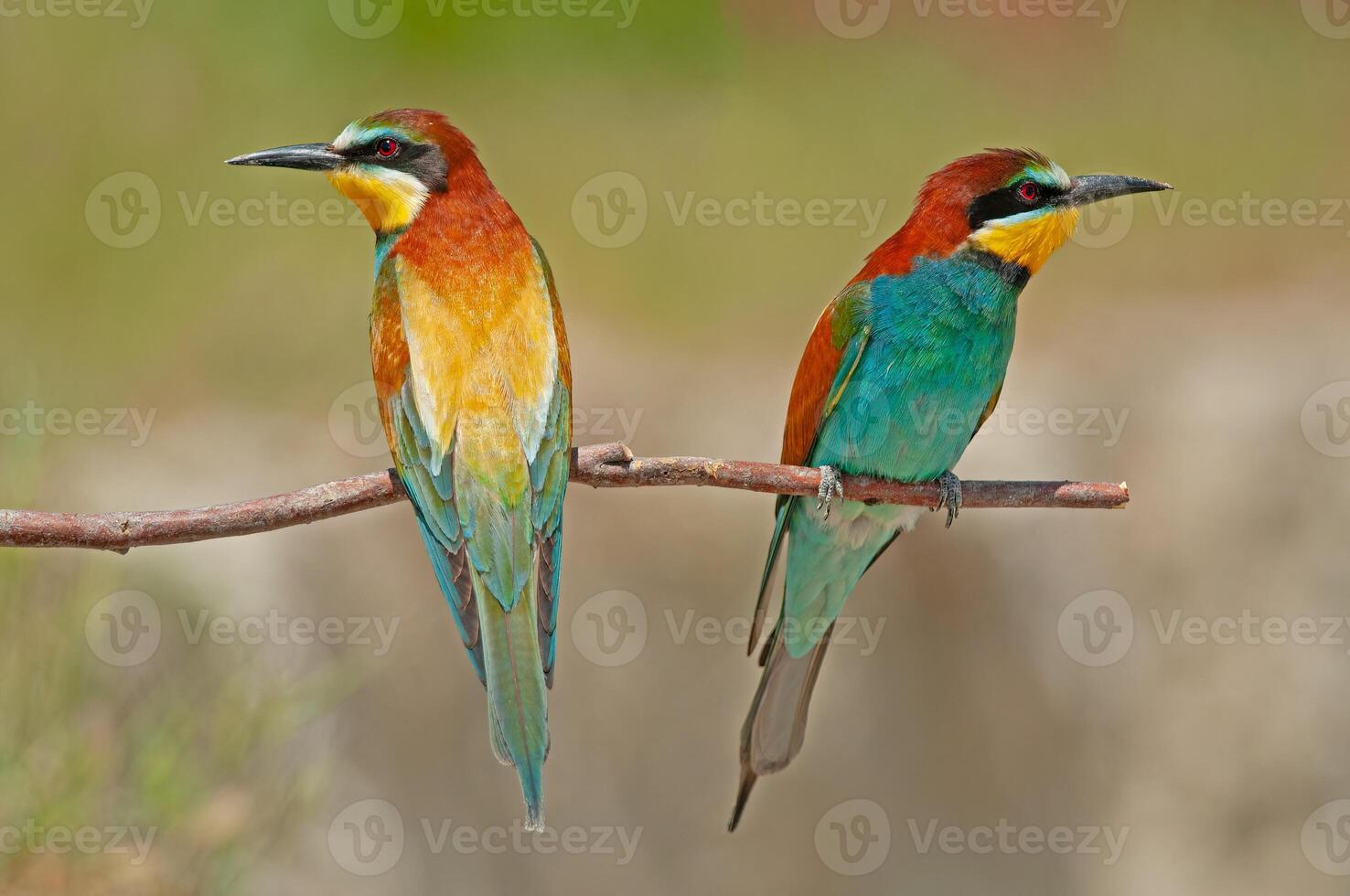European Bee-eaters, Merops apiaster on the branch. Green background. Colourful birds. photo