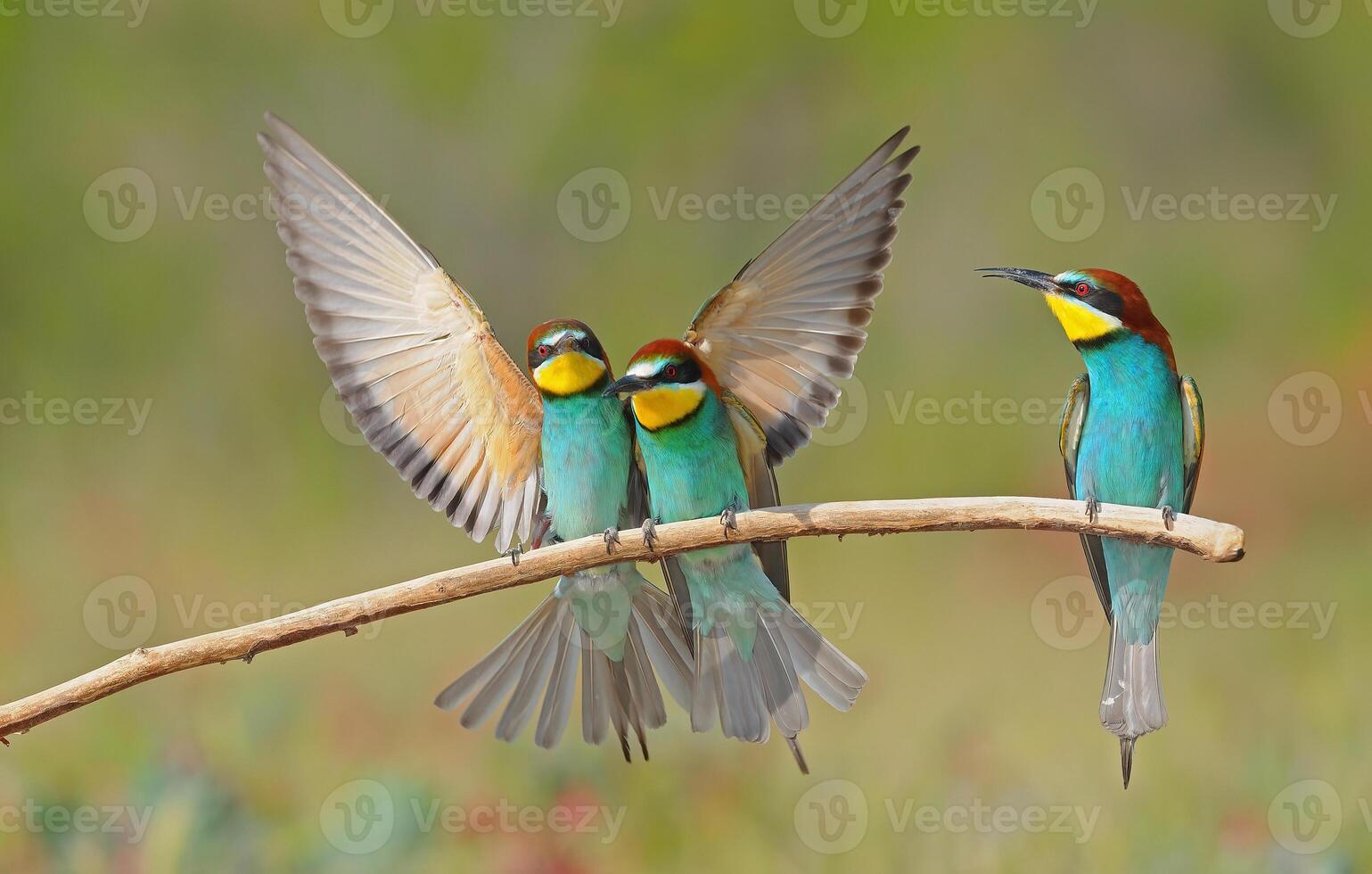 European Bee-eater standing on a branch with their wings spread. photo