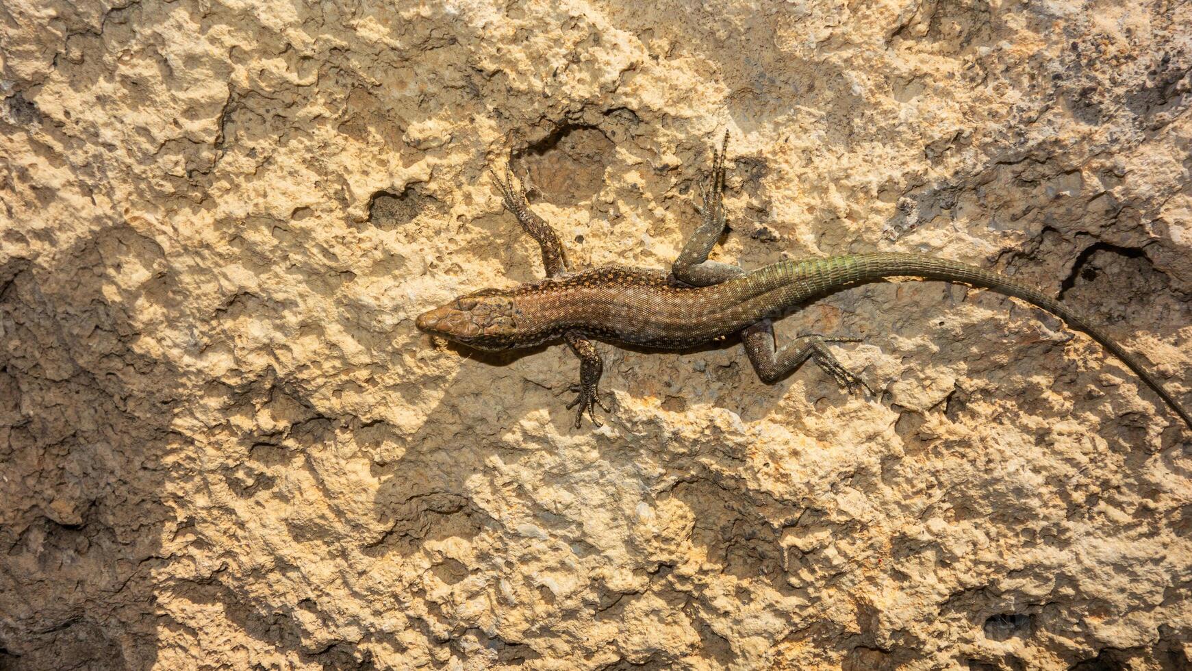 lagartija en el roca, de cerca de un lagarto. foto